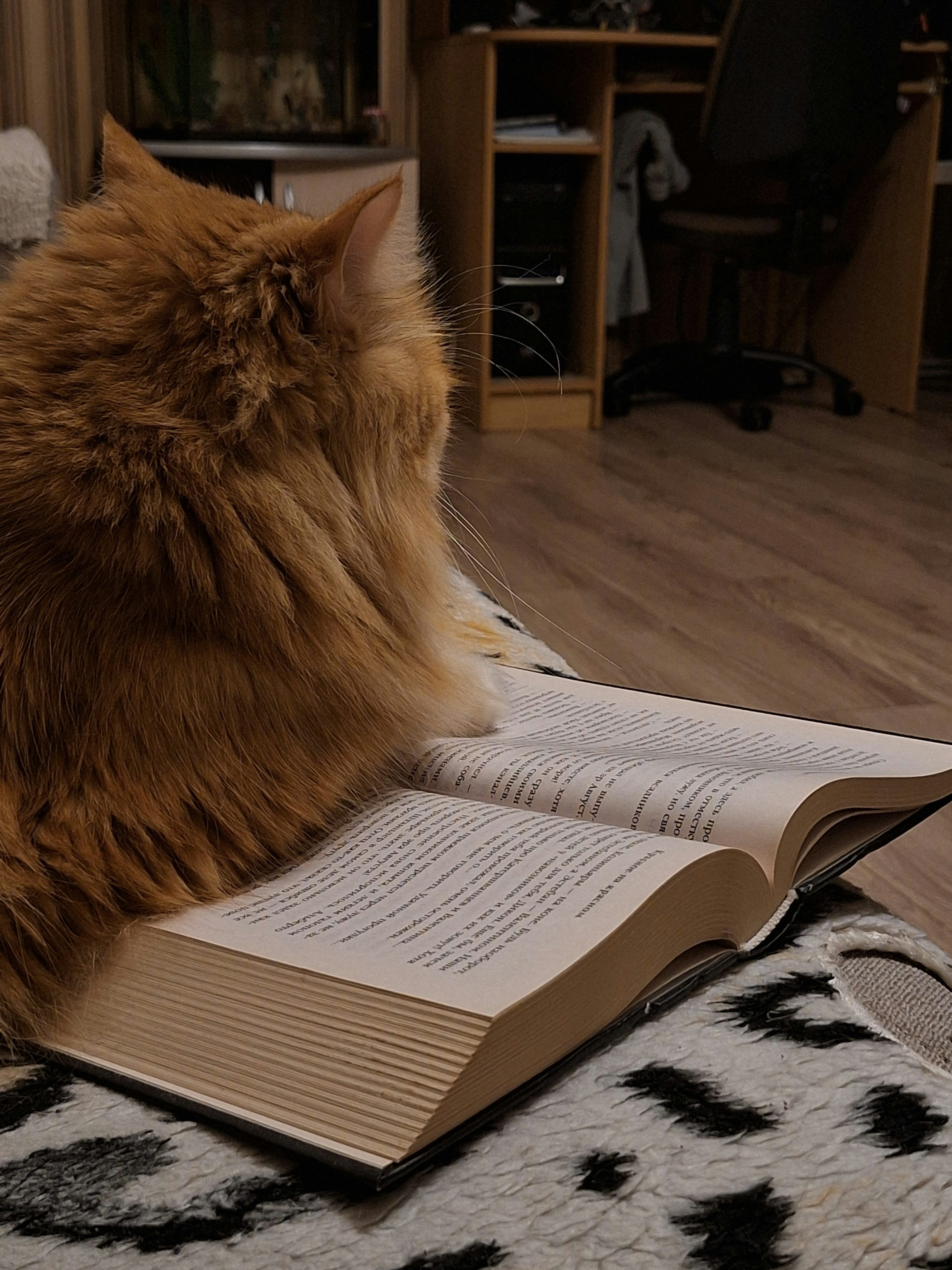3000x4000 Cat Book Picture. Download Free Image