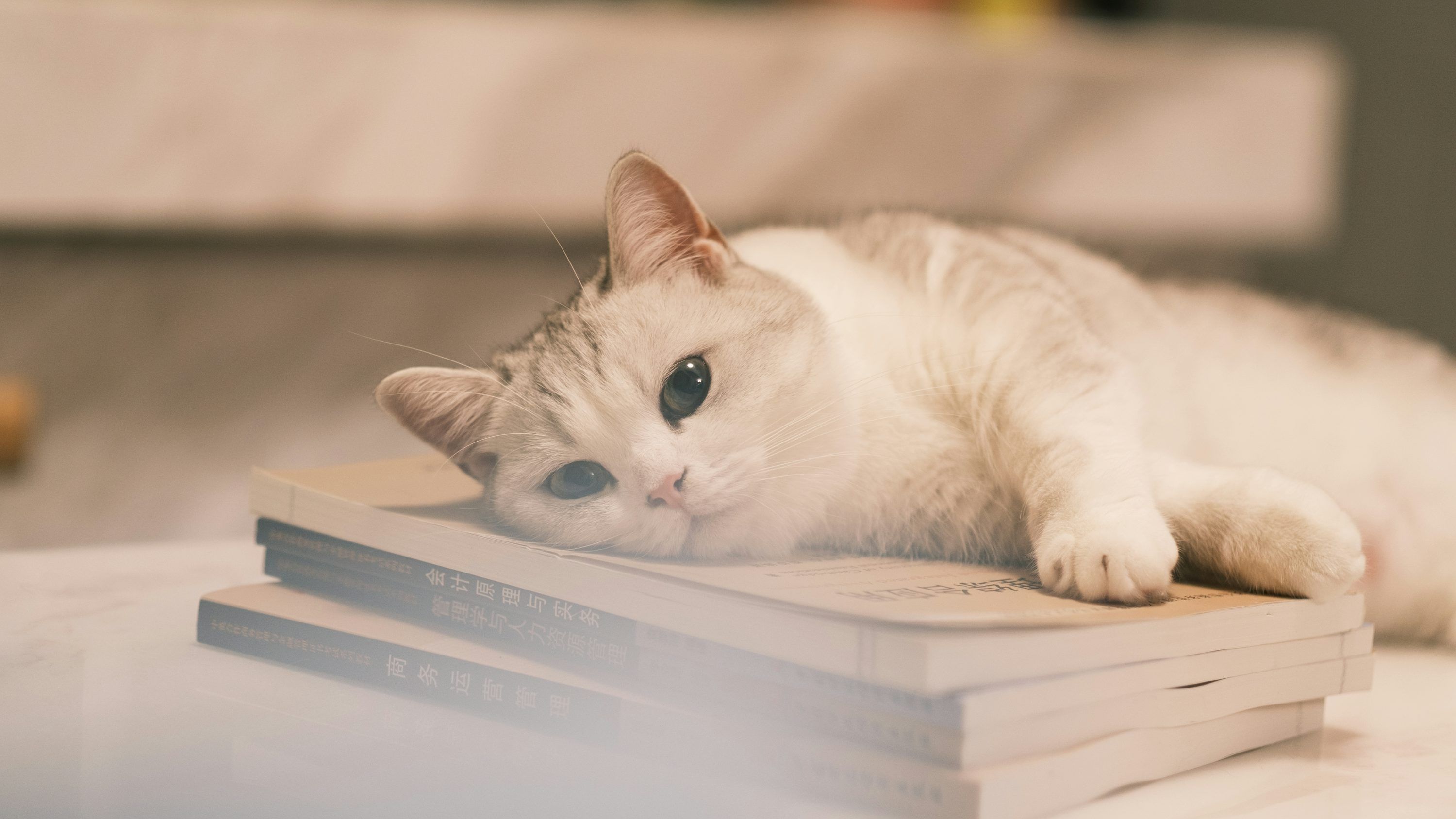 3000x1688 A white cat laying on top of a stack of books photo