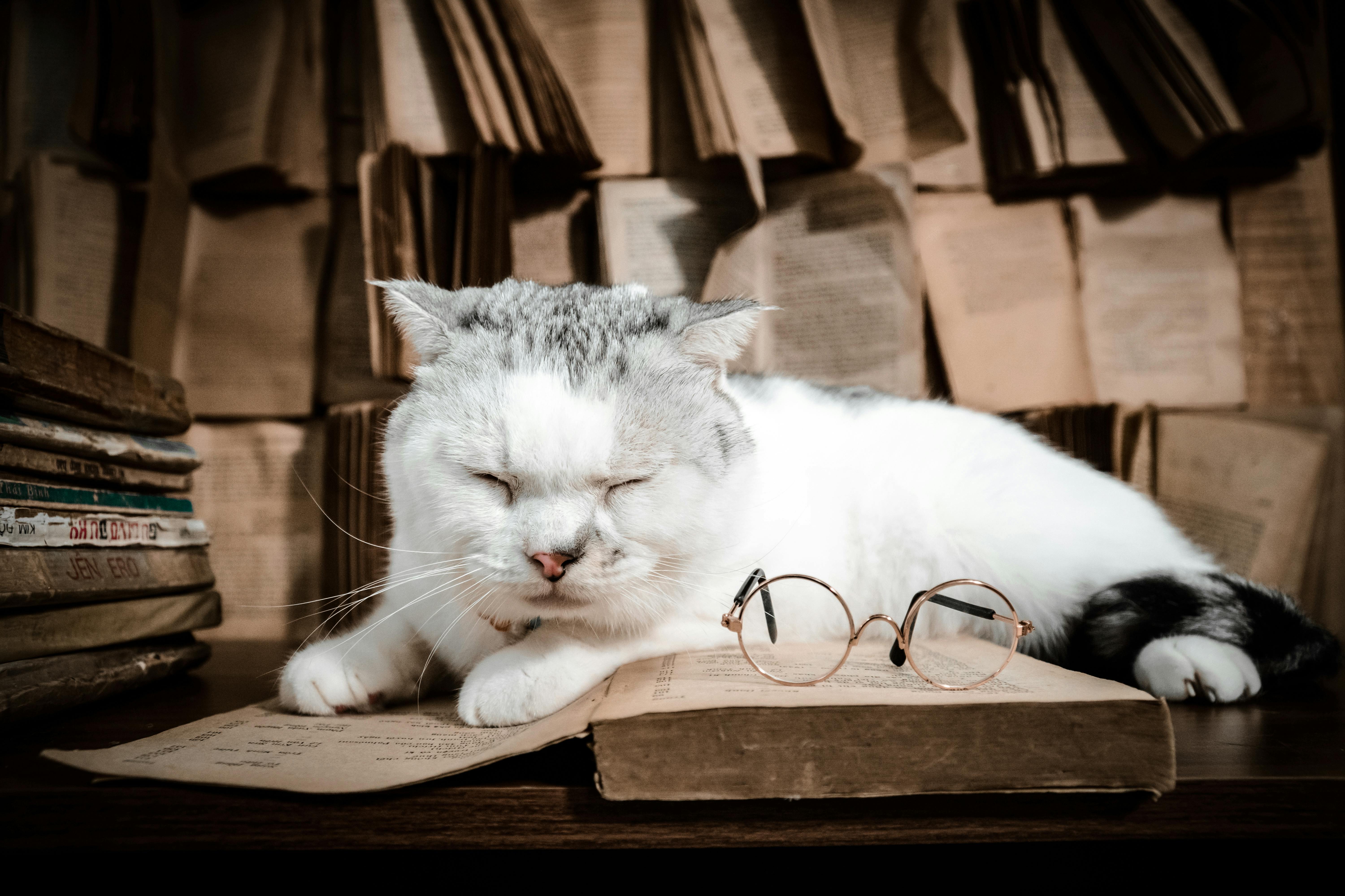 6000x4000 White Cat Lying near Book · Free