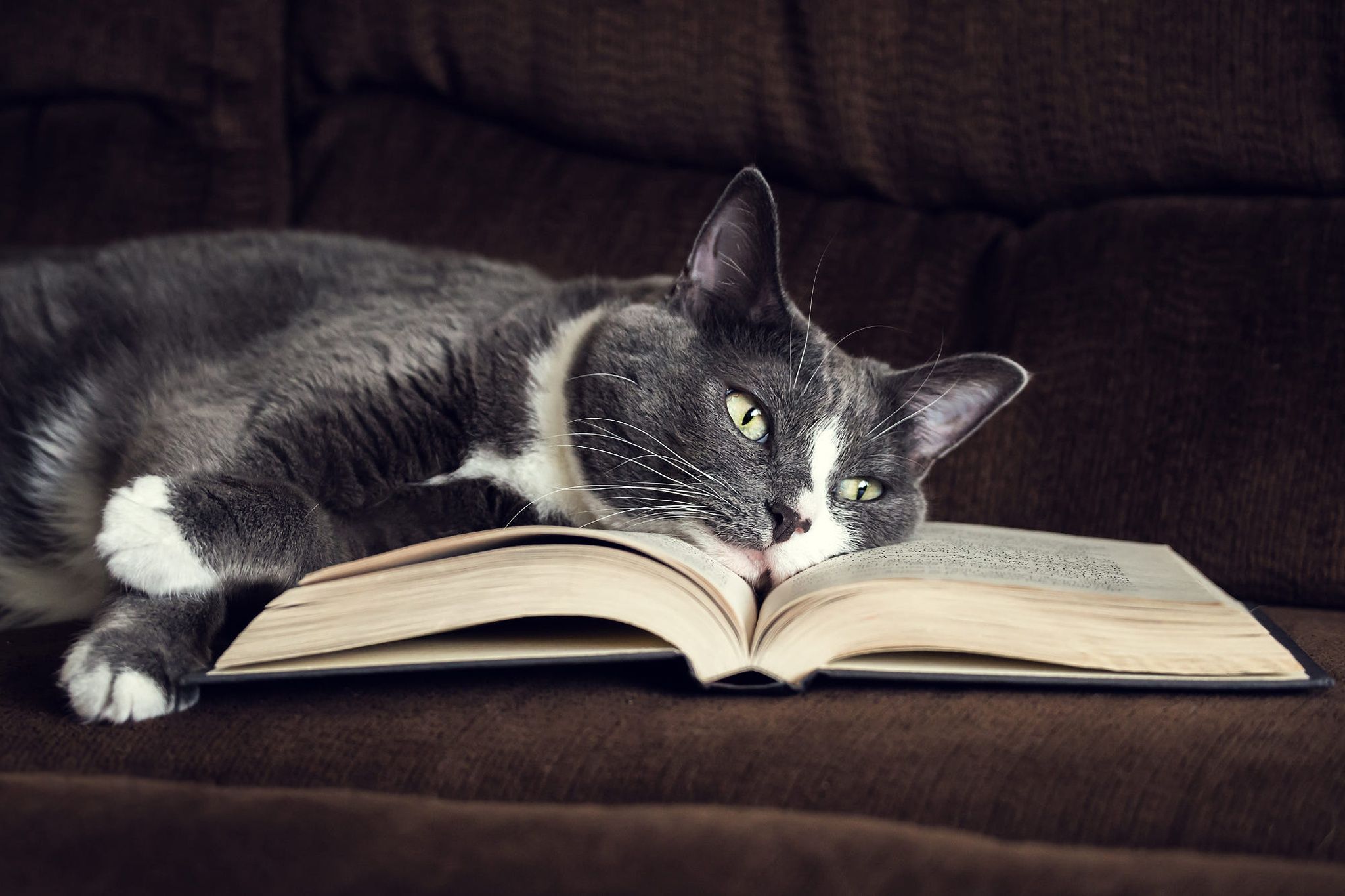 2048x1365 Curious Cat Cozy with Book HD Wallpaperx1365