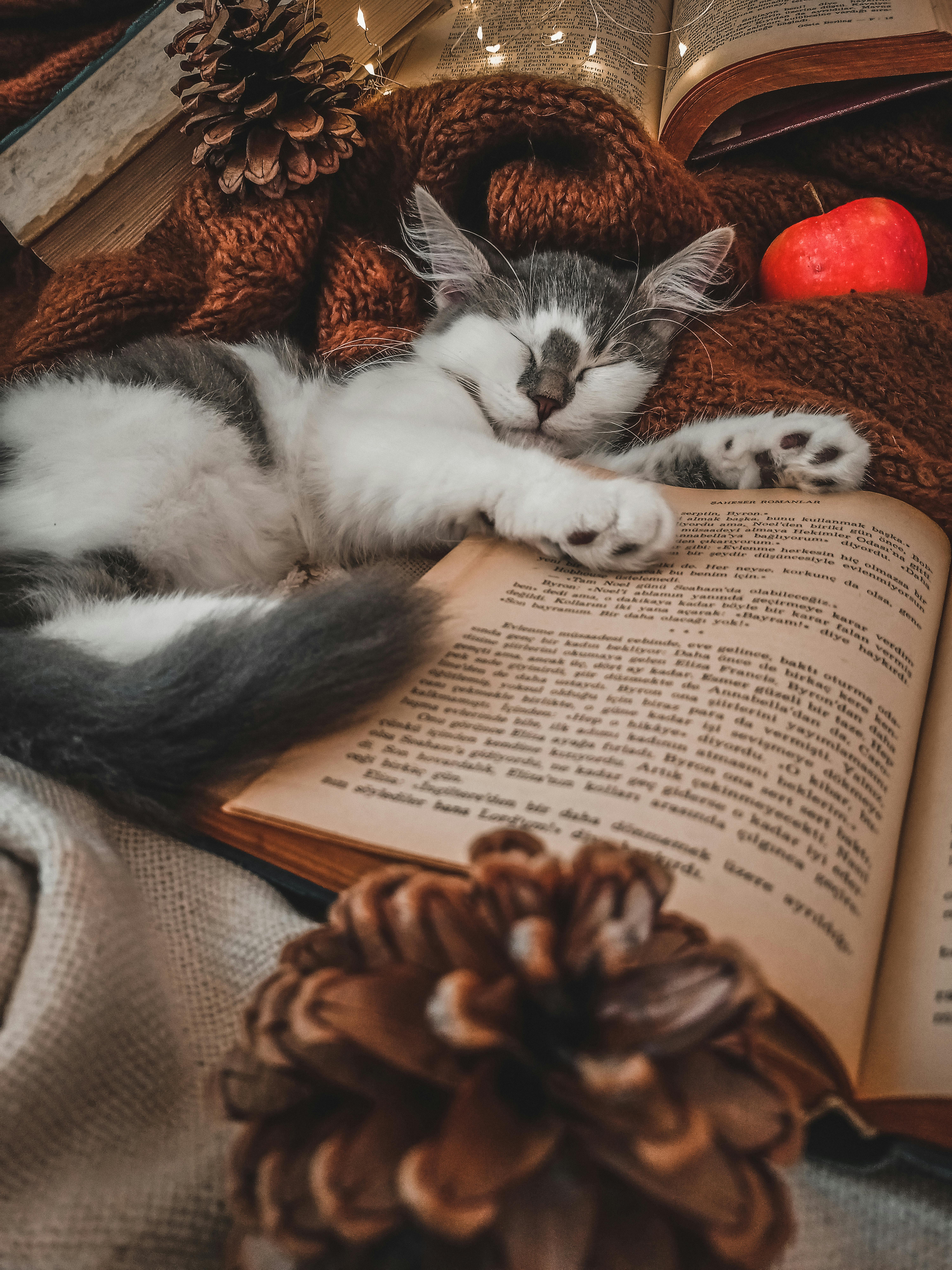 6000x8000 Photo of a Kitten Sleeping Beside a Book · Free