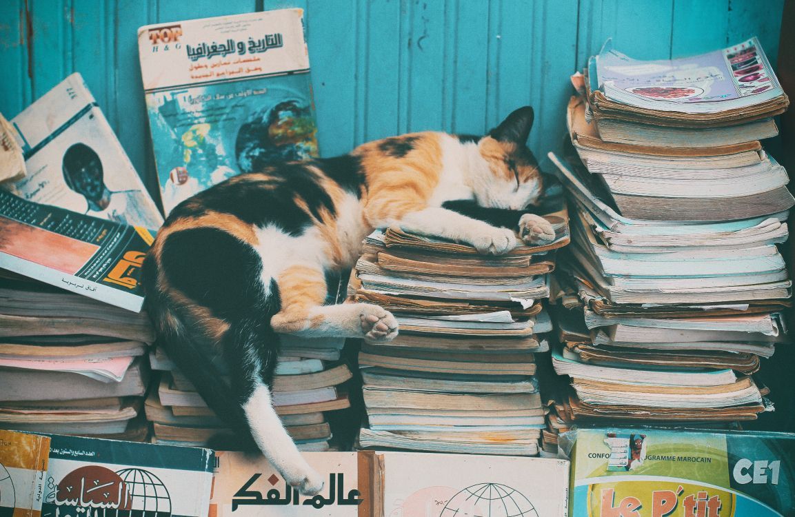 1153x750 Wallpaper Calico Cat on Books on Table, Background Free Image