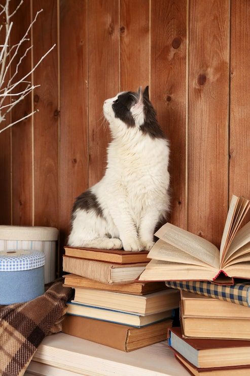 493x740 Cat Books Photo Free High Quality Picture