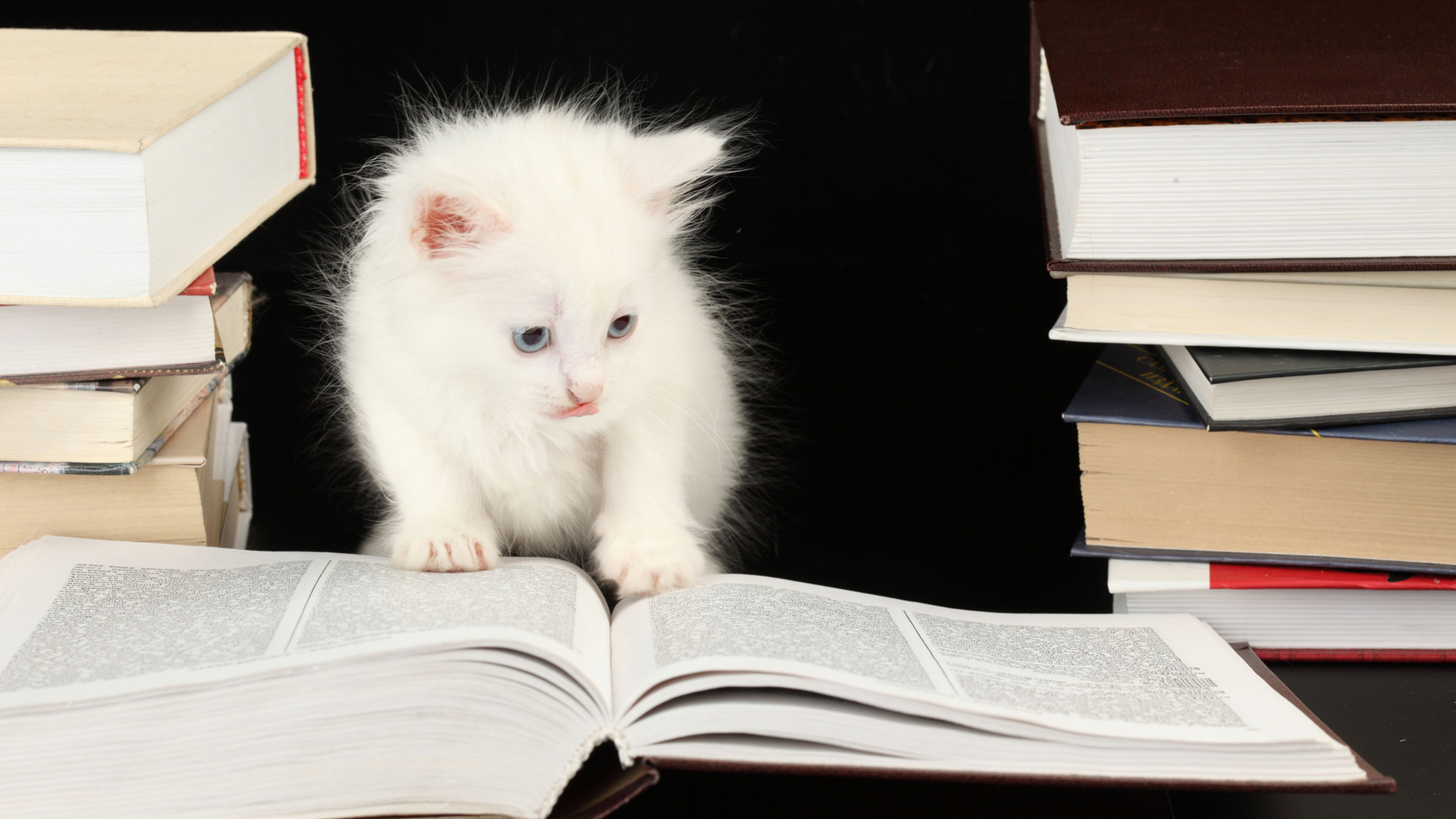 5120x2880 Wallpaper Cute Animals on Books, Kitten, Cat, Dog, Tabby Cat, Background Free Image