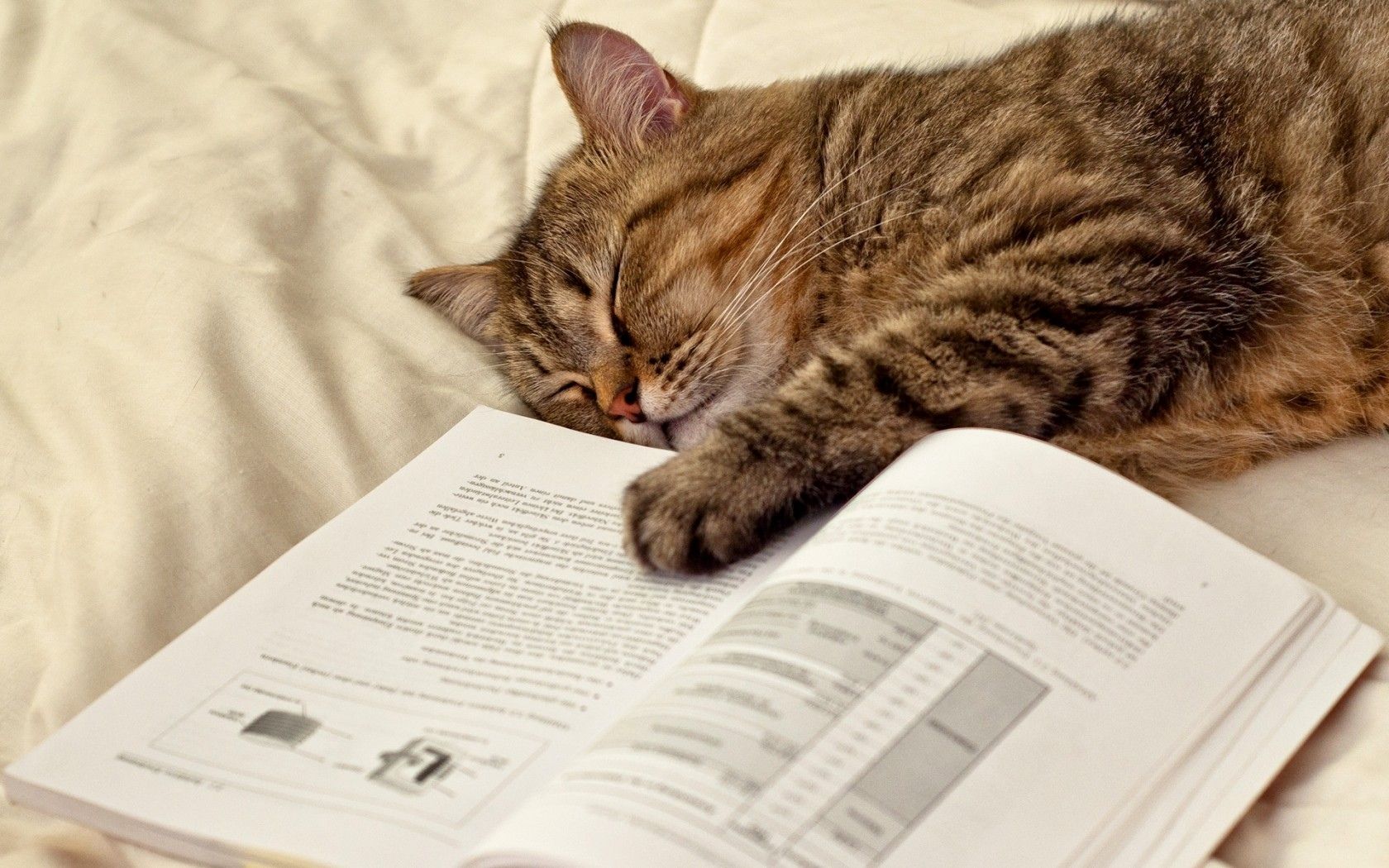 1680x1050 cat, Sleeping, Lying, Paw, Humor, Books Wallpaper HD / Desktop and Mobile Background