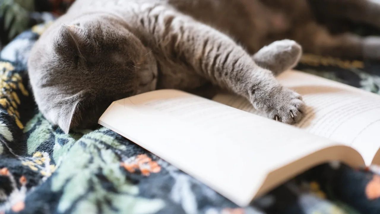 1280x720 Toddler Tries To Get Her Cat To Read Her a Book—and It's the Sweetest Thing You'll See Today