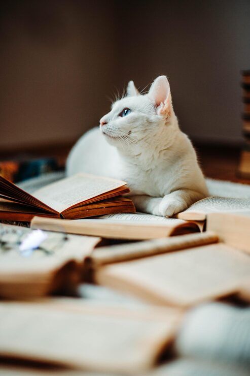 493x740 Cute Cat Enjoying A Book Photo Free High Quality Picture
