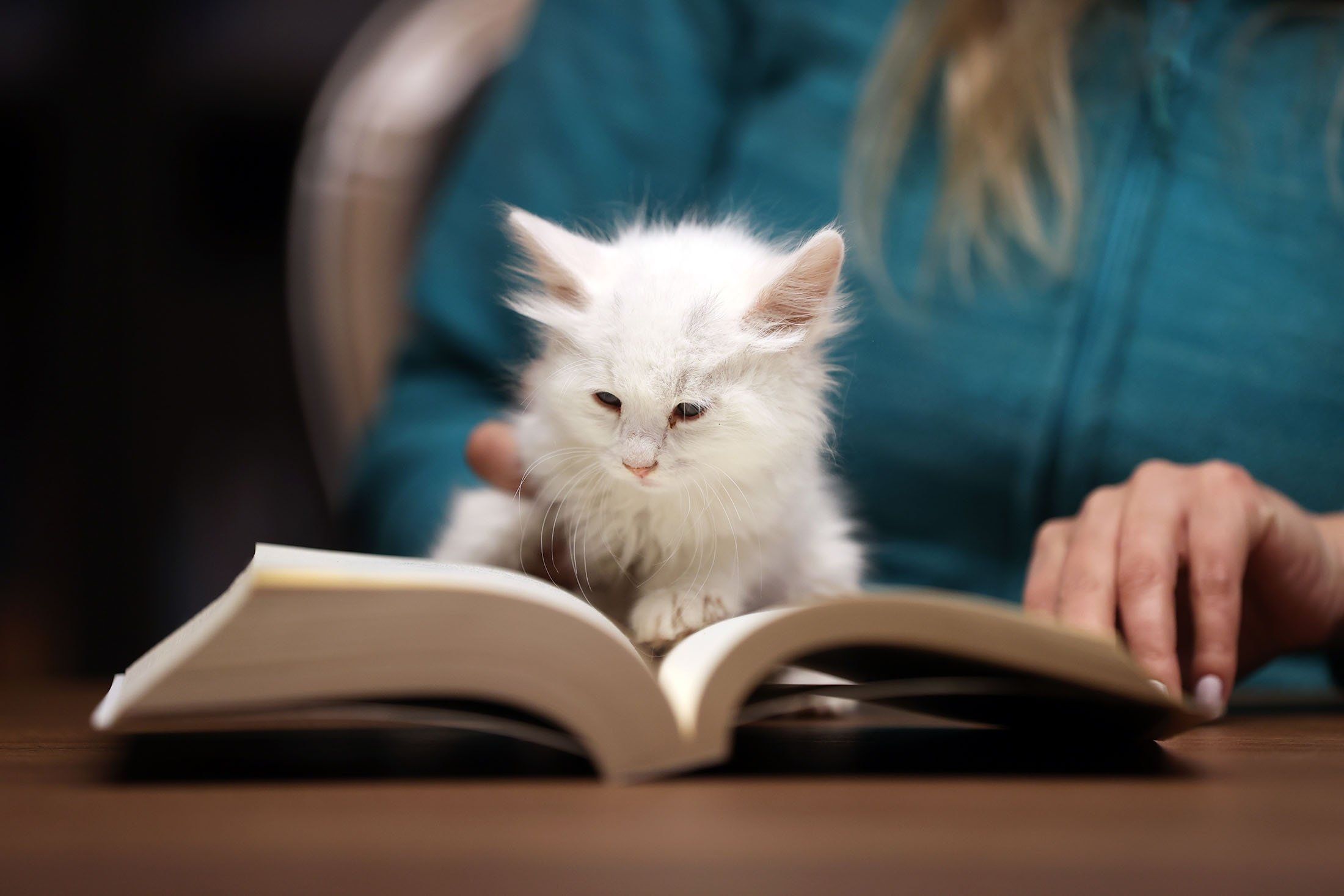 2200x1467 Coffee, books and cats in 'kıraathane' in Turkey's Bursa