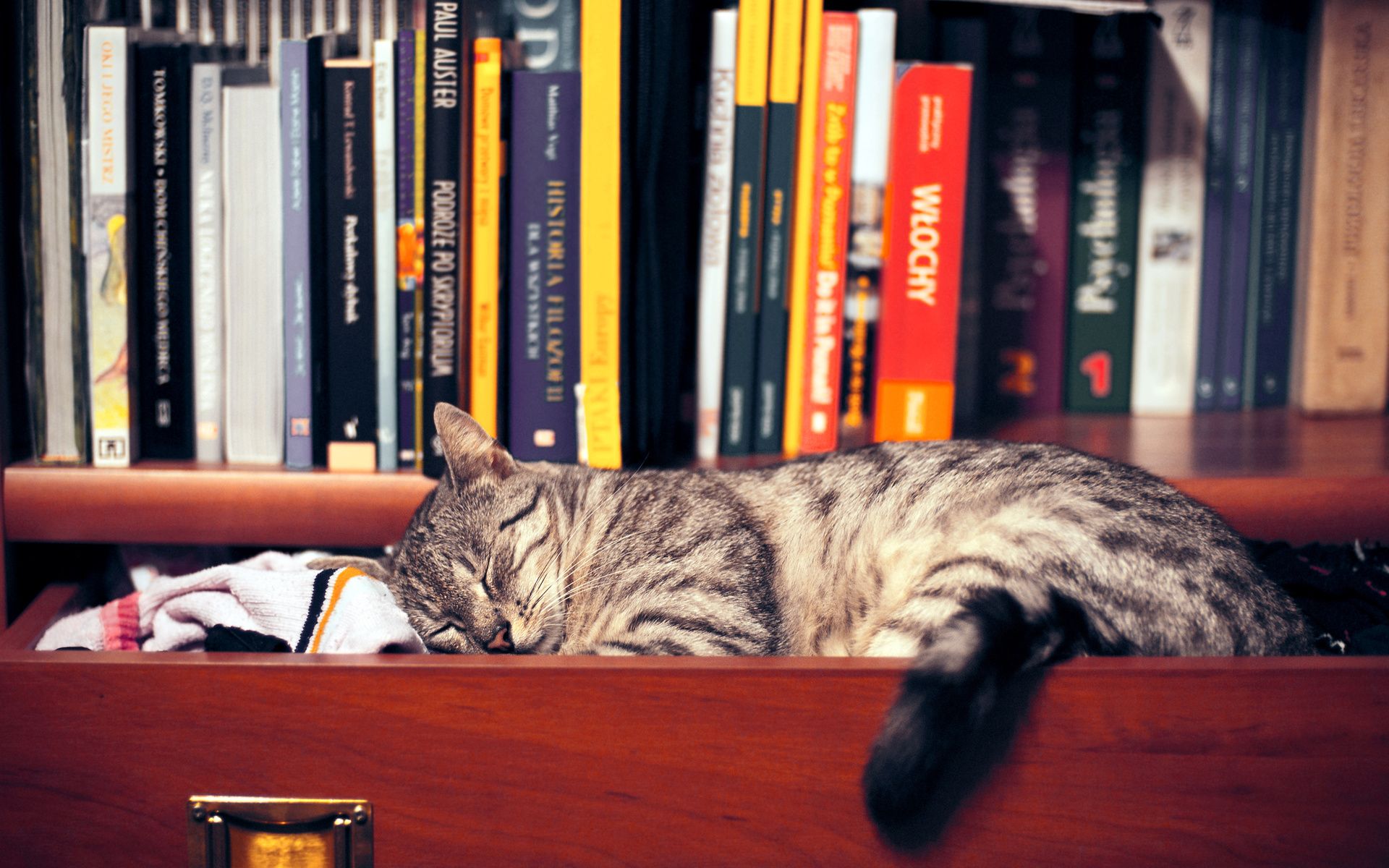 1920x1200 Desktop wallpaper: Animal, Cat, Book, Cute, Sleeping, Cats 4K free download for PC. 271671
