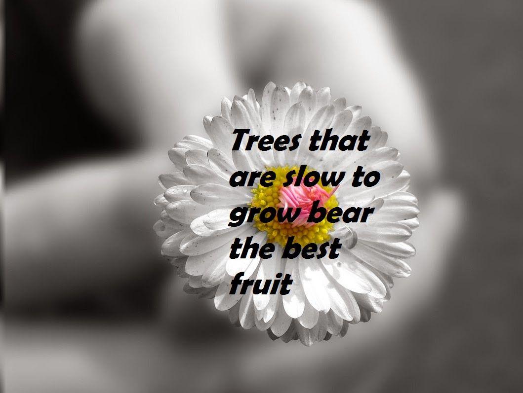 1059x797 Beautiful Flowers with Quotations. wallpaper quotes: quotation