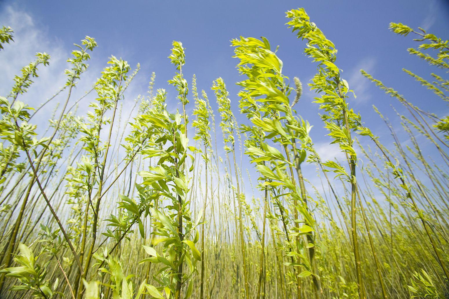 1550x1033 Guest post: Do we need BECCS to avoid dangerous climate change