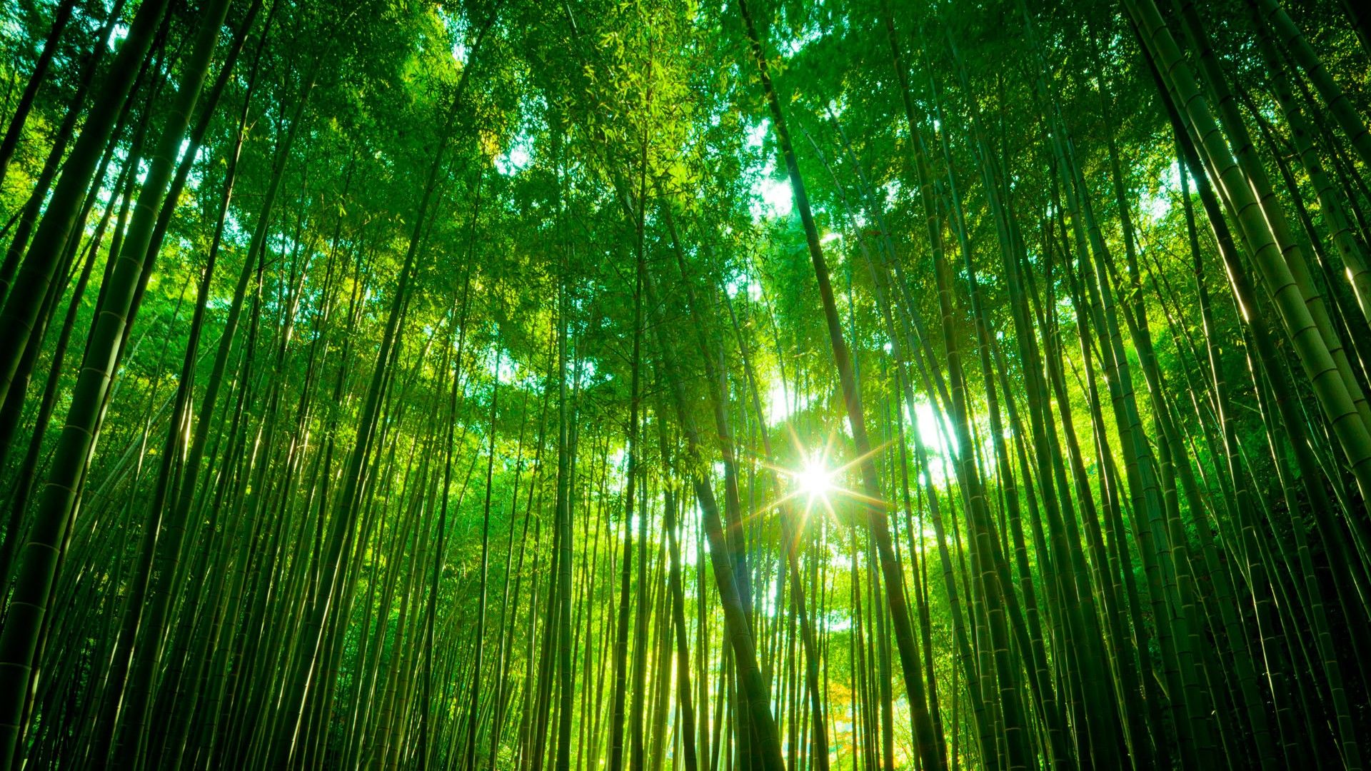 1920x1080 Chinese Bamboo Trees Forest HD Forest Wallpaper