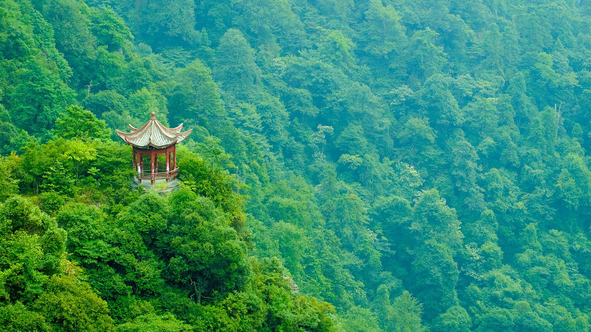 1920x1080 China's national reserve forests aid biodiversity