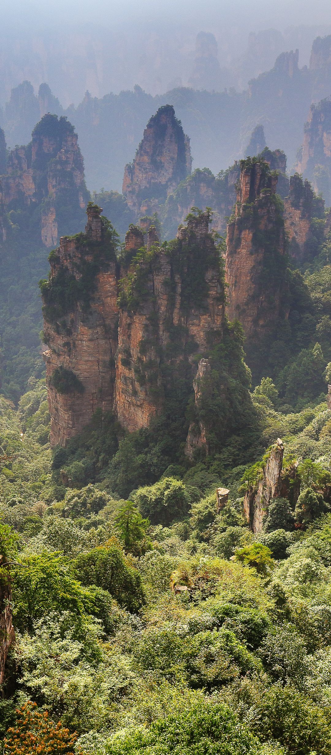 1080x2460 Phone wallpaper: China, Earth, Forest, Hunan, Cliff 1418410