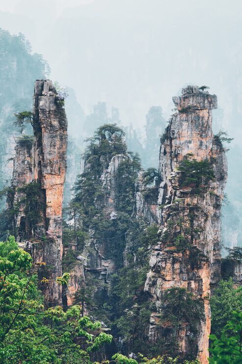 493x740 China forest Image