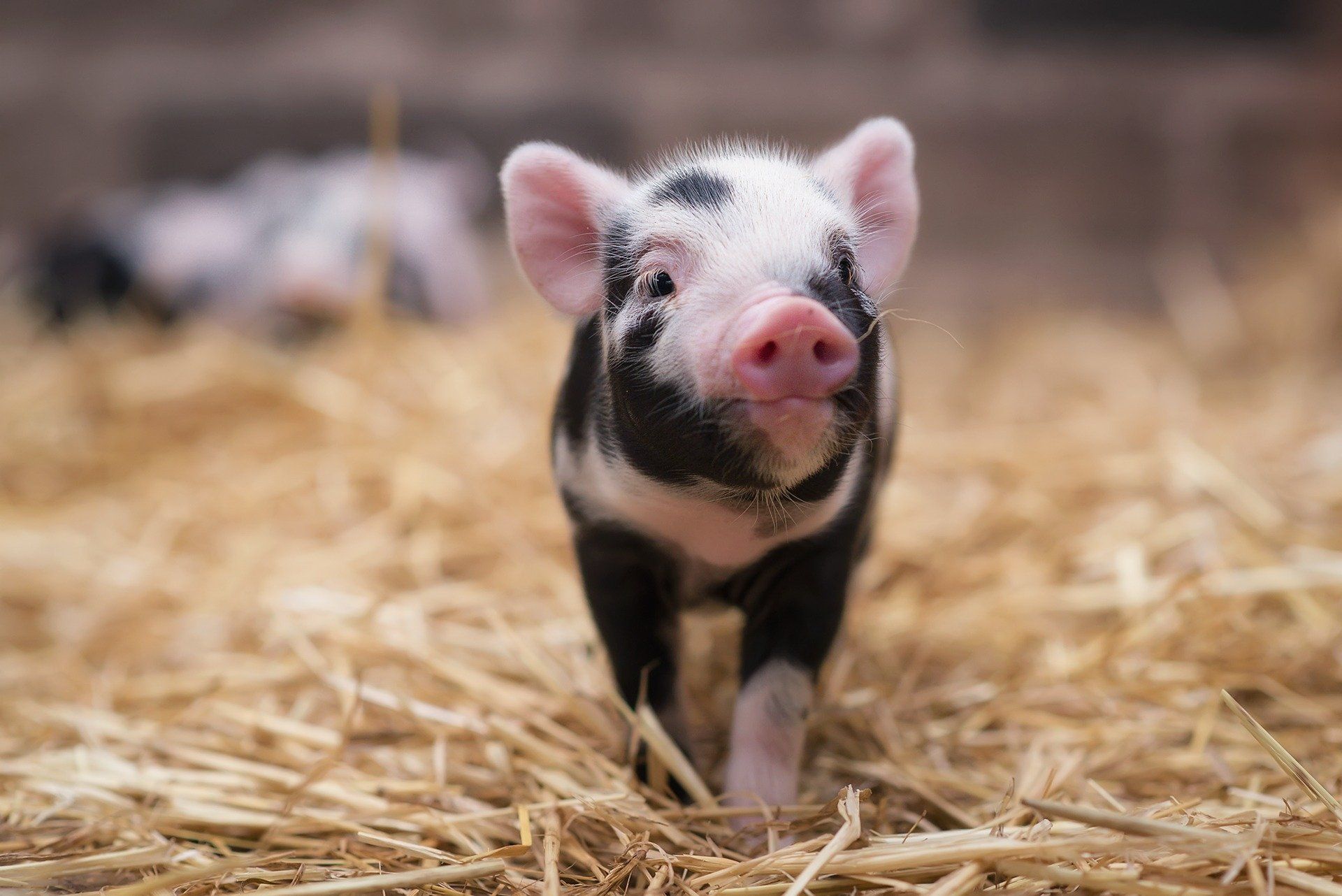 1920x1282 Adorable Baby Pig HD Wallpaper: Charming Little Farm Animal Close Upx1282