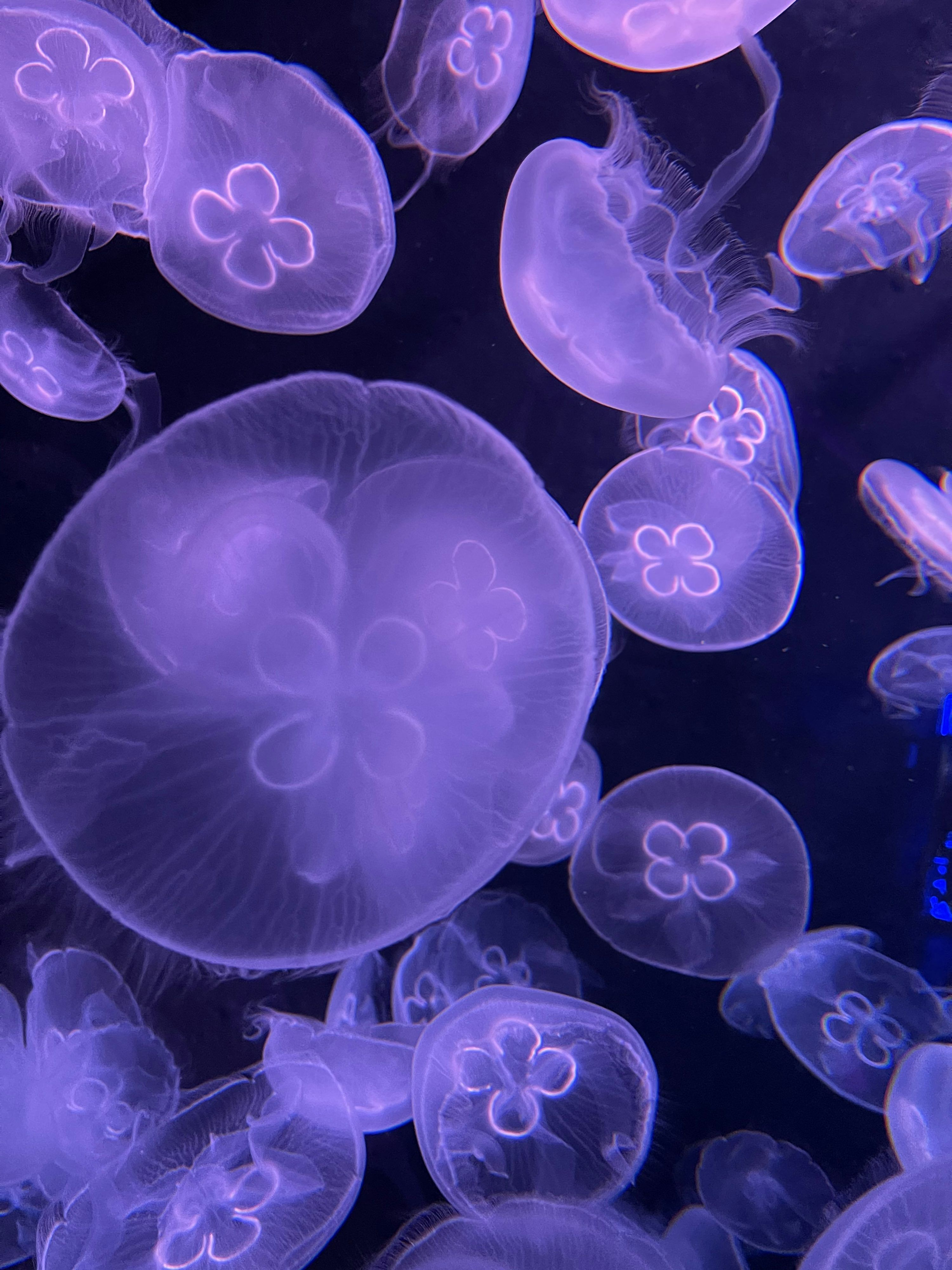 3000x4000 Purple Jellyfish Picture. Download Free Image
