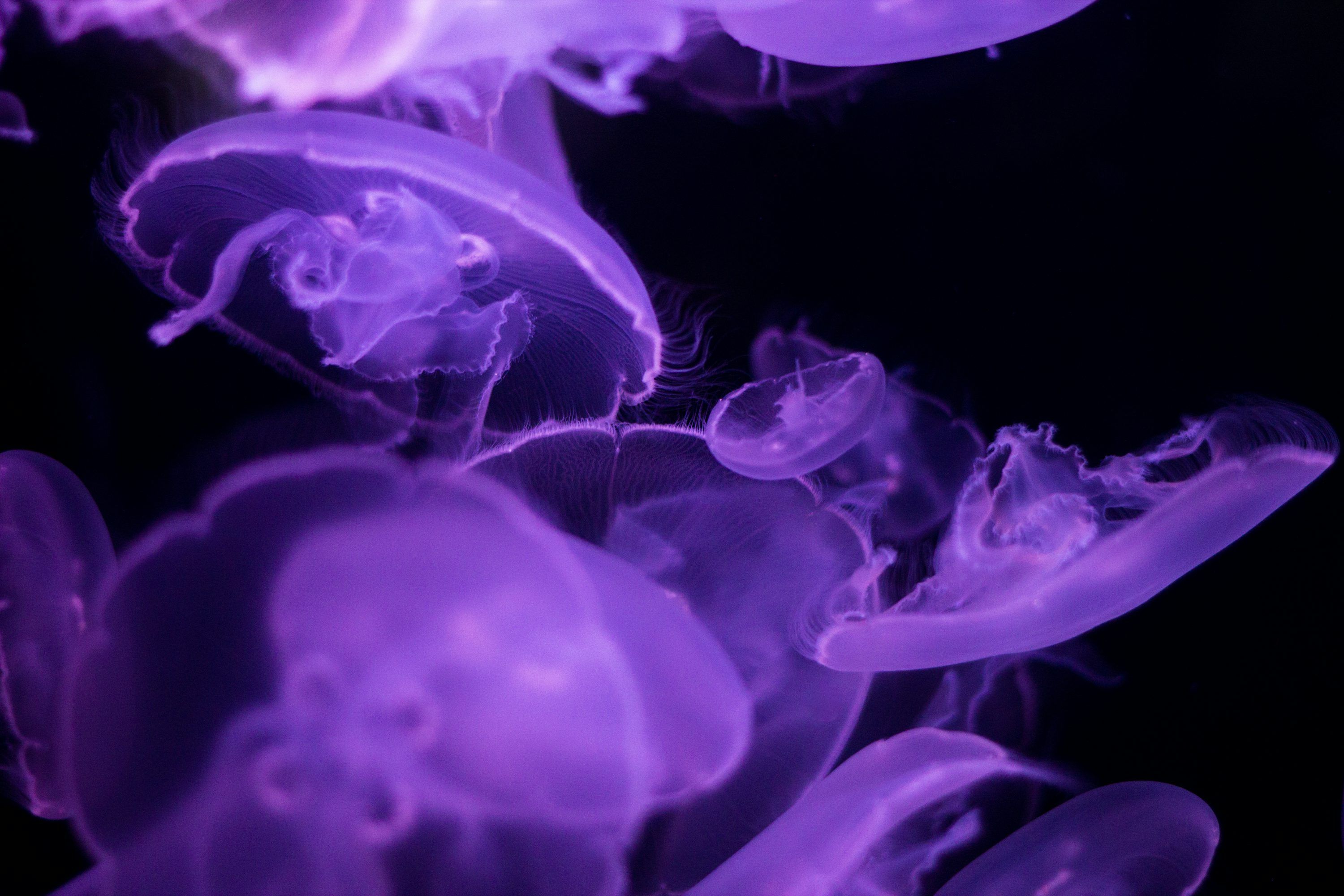 3000x2000 Purple Jellyfish Picture. Download Free Image