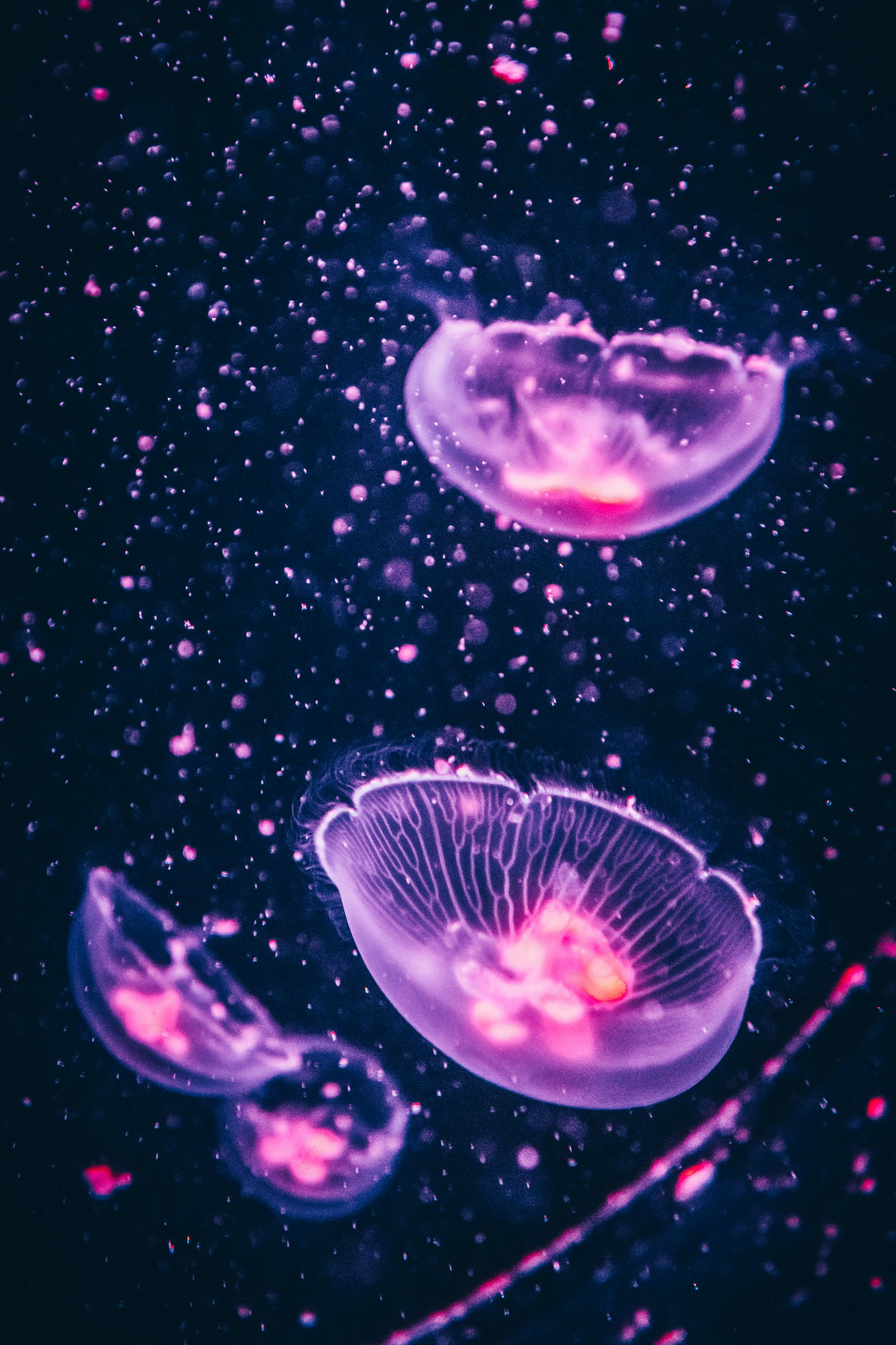 4000x6000 Four Purple Jellyfish · Free