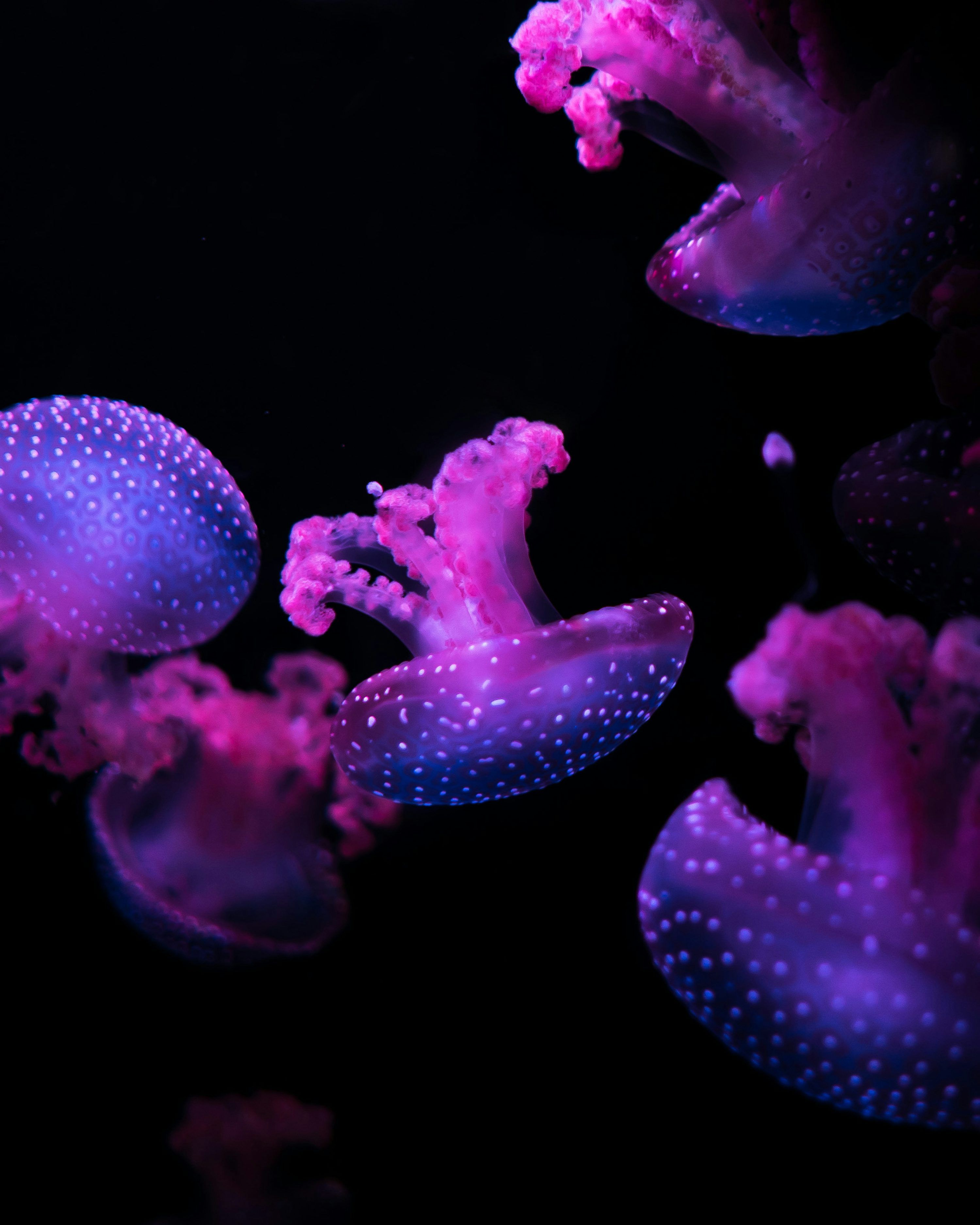 3000x3750 Pink jellyfishes floating underwater photo