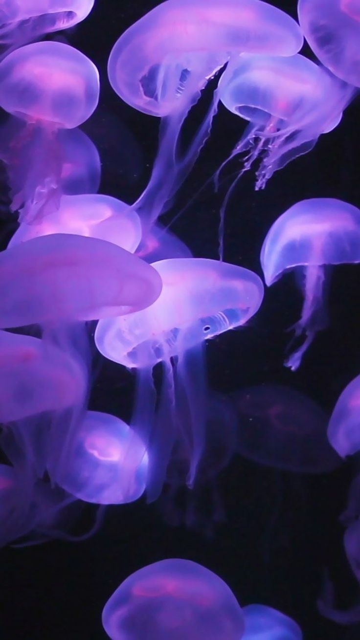 736x1309 purple jellyfish