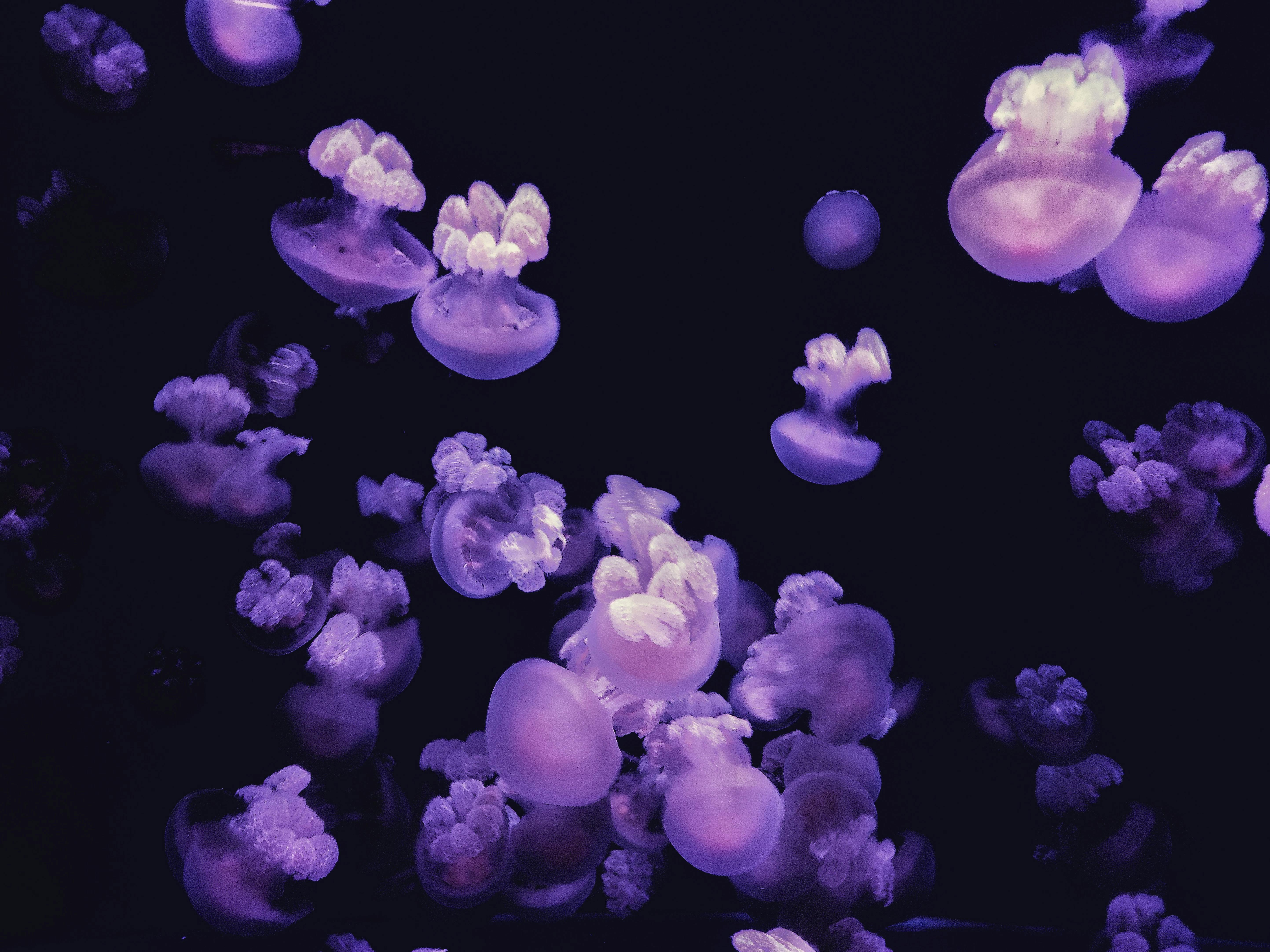 5773x4330 A Swarm of Purple Jellyfish · Free
