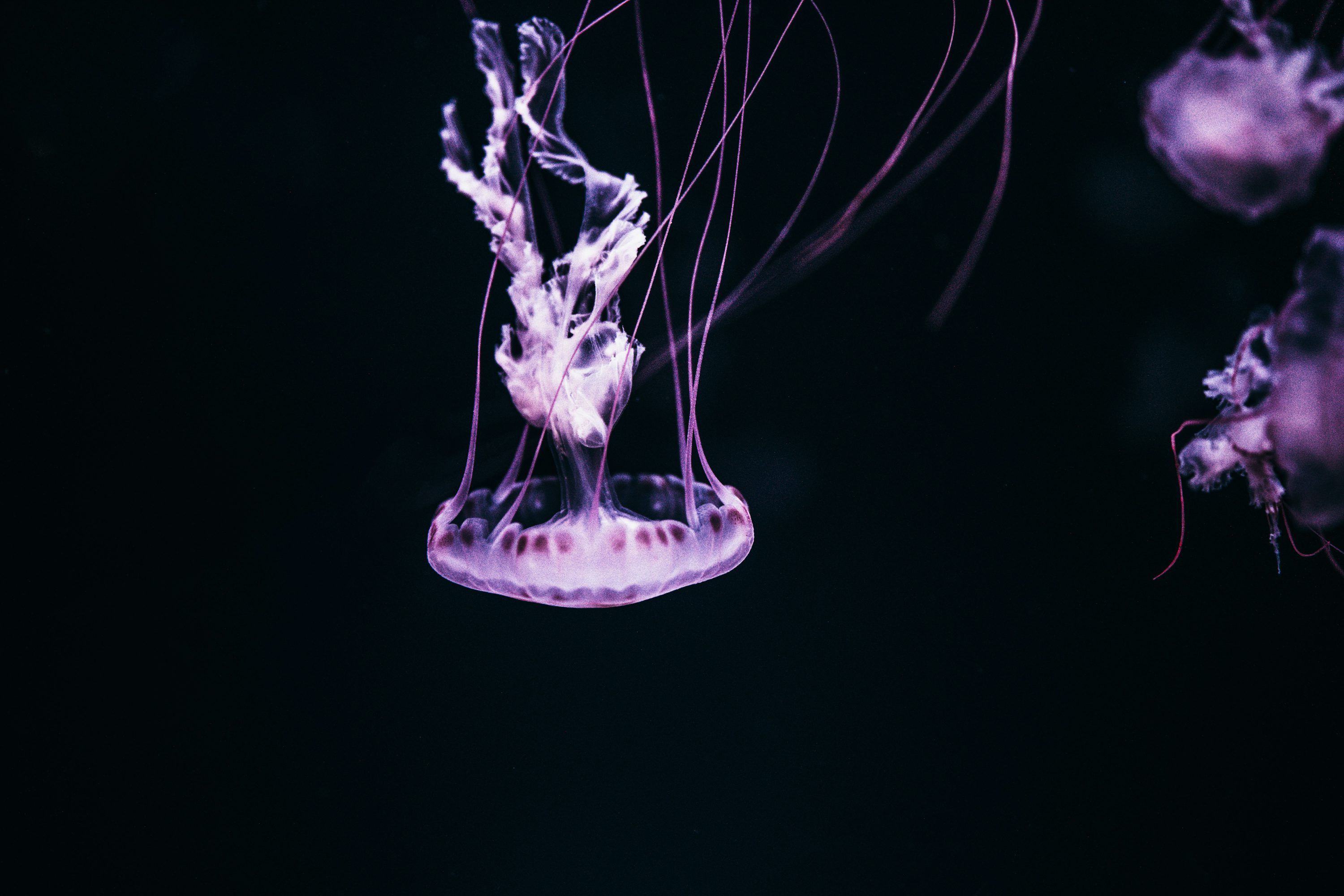 3000x2001 Purple Jellyfish Picture. Download Free Image