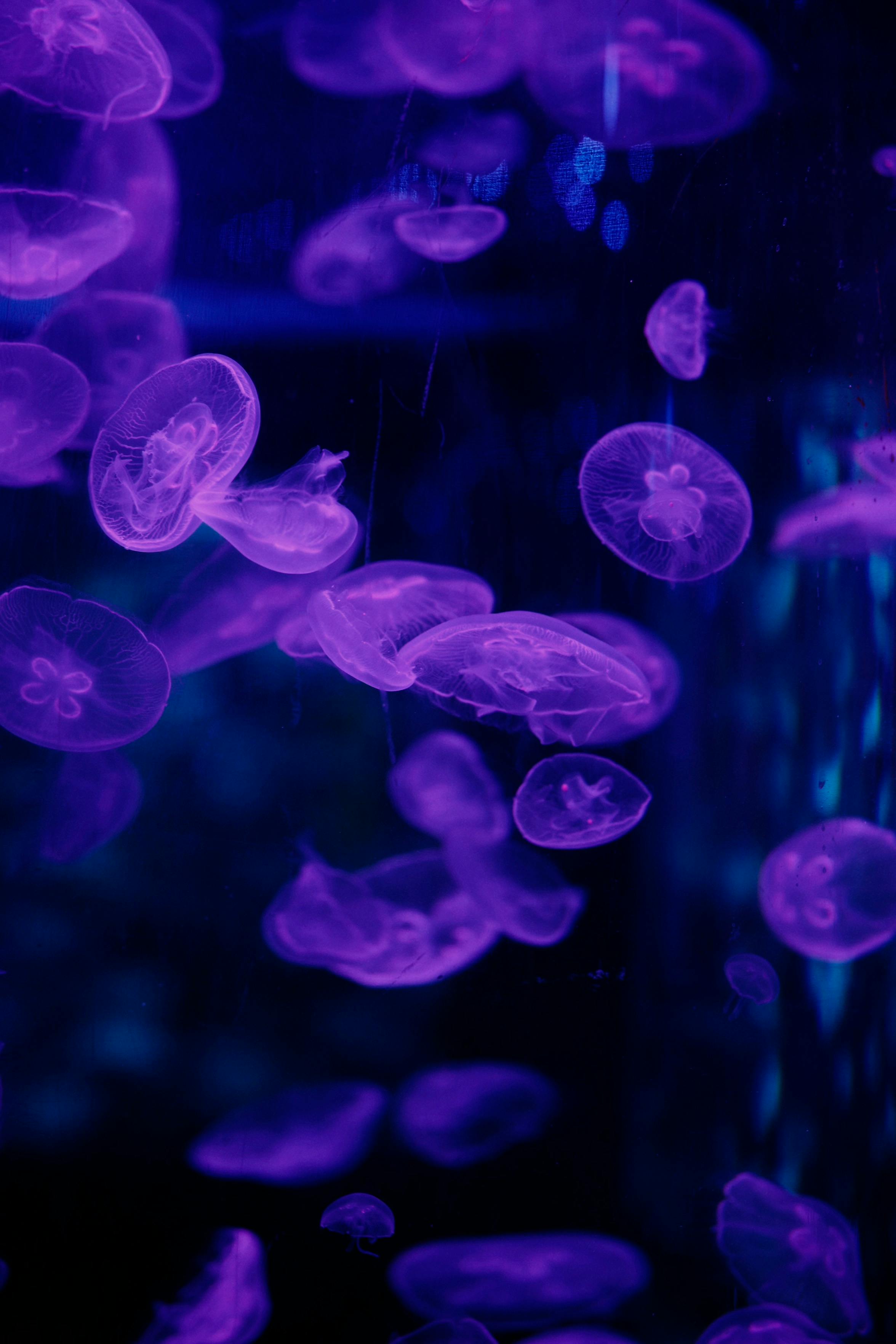 2352x3528 Purple Jellyfish Wallpaper