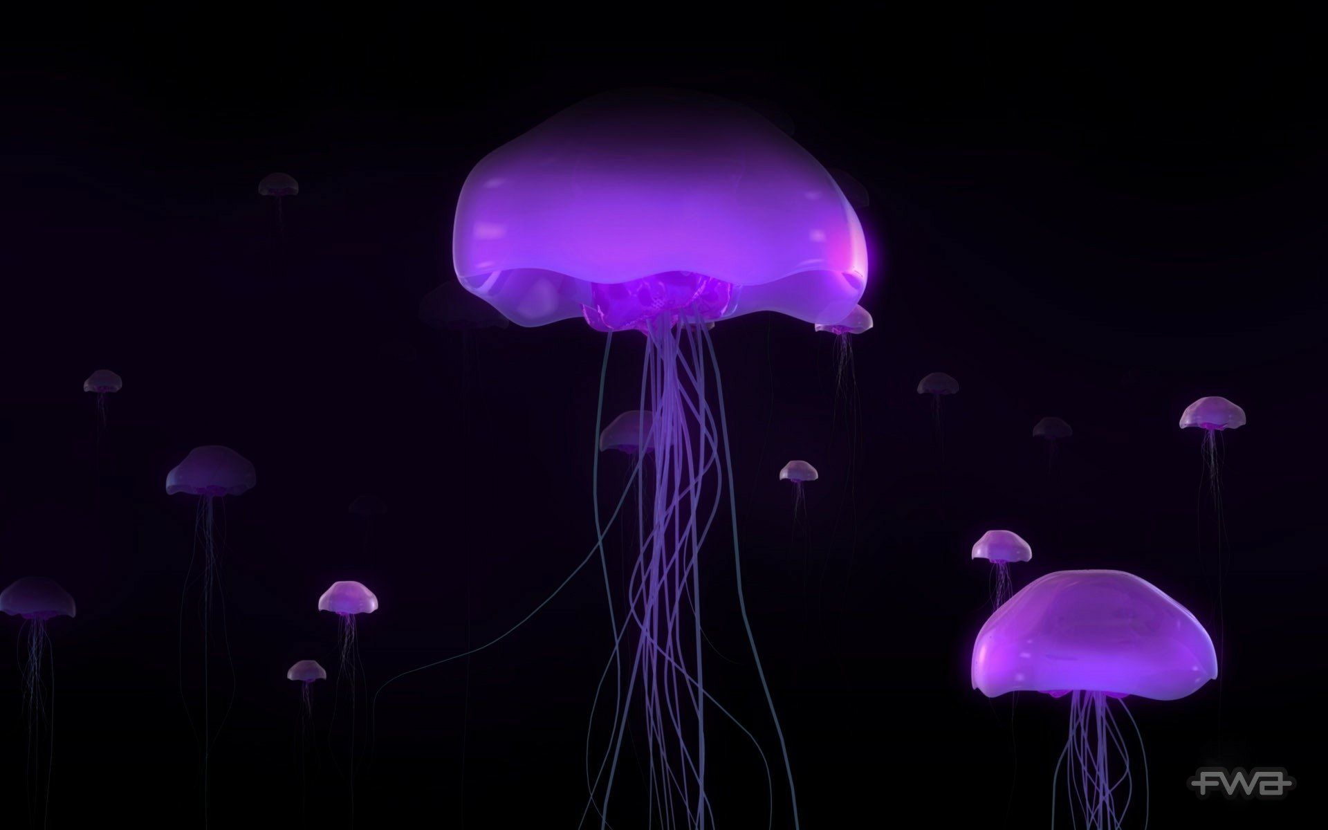 1920x1200 Download Purple Animal Jellyfish HD Wallpaperx1200