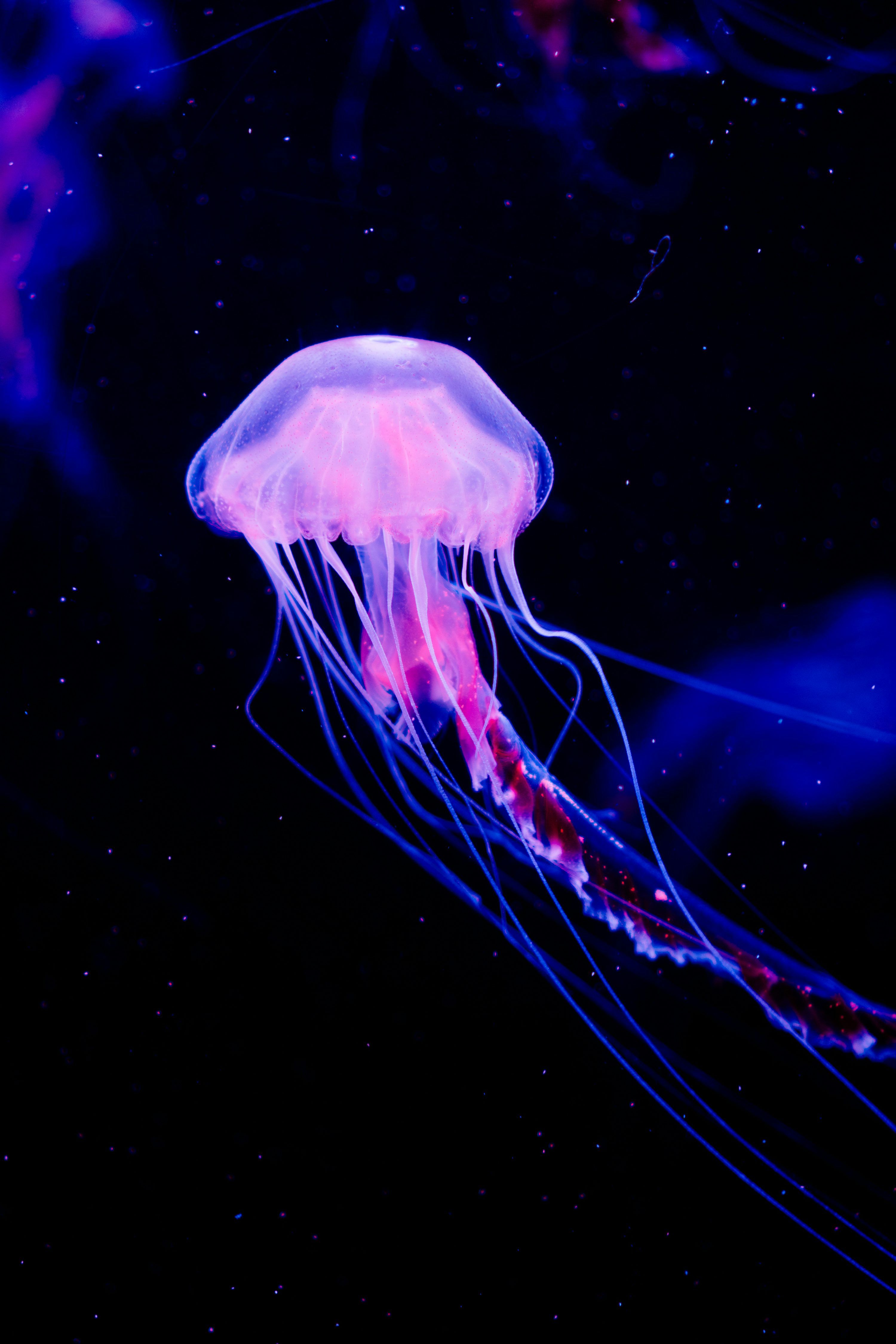 3000x4500 A jellyfish swims gracefully in the dark water. photo