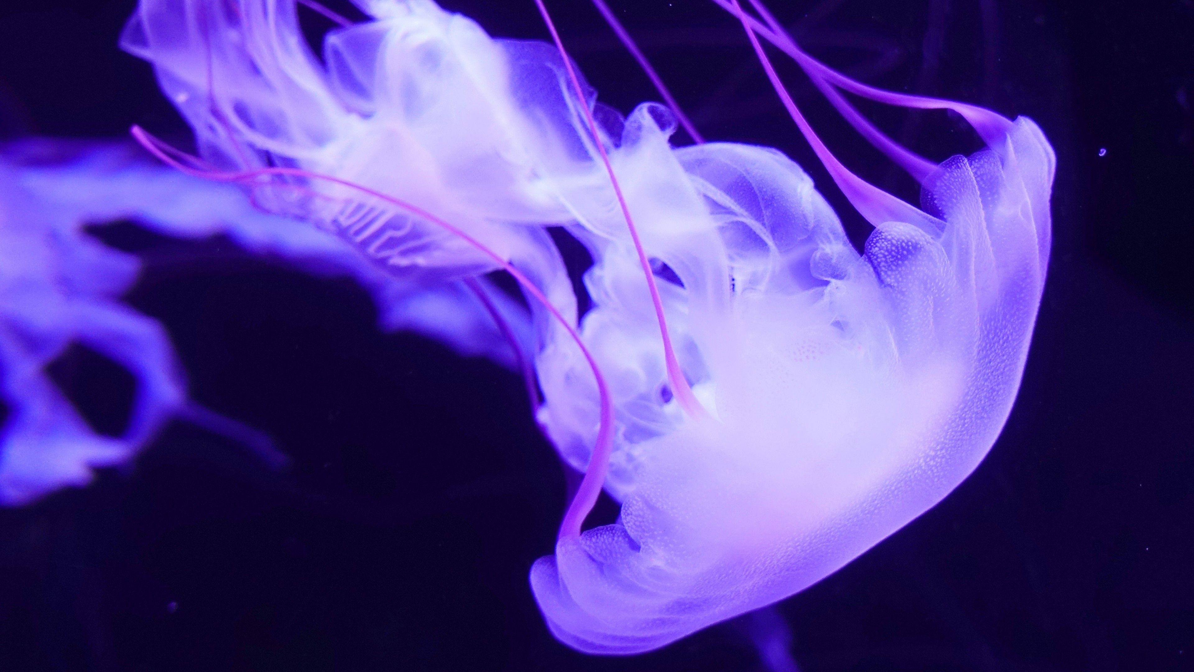 3840x2160 Purple Jellyfish 4K Wallpaper