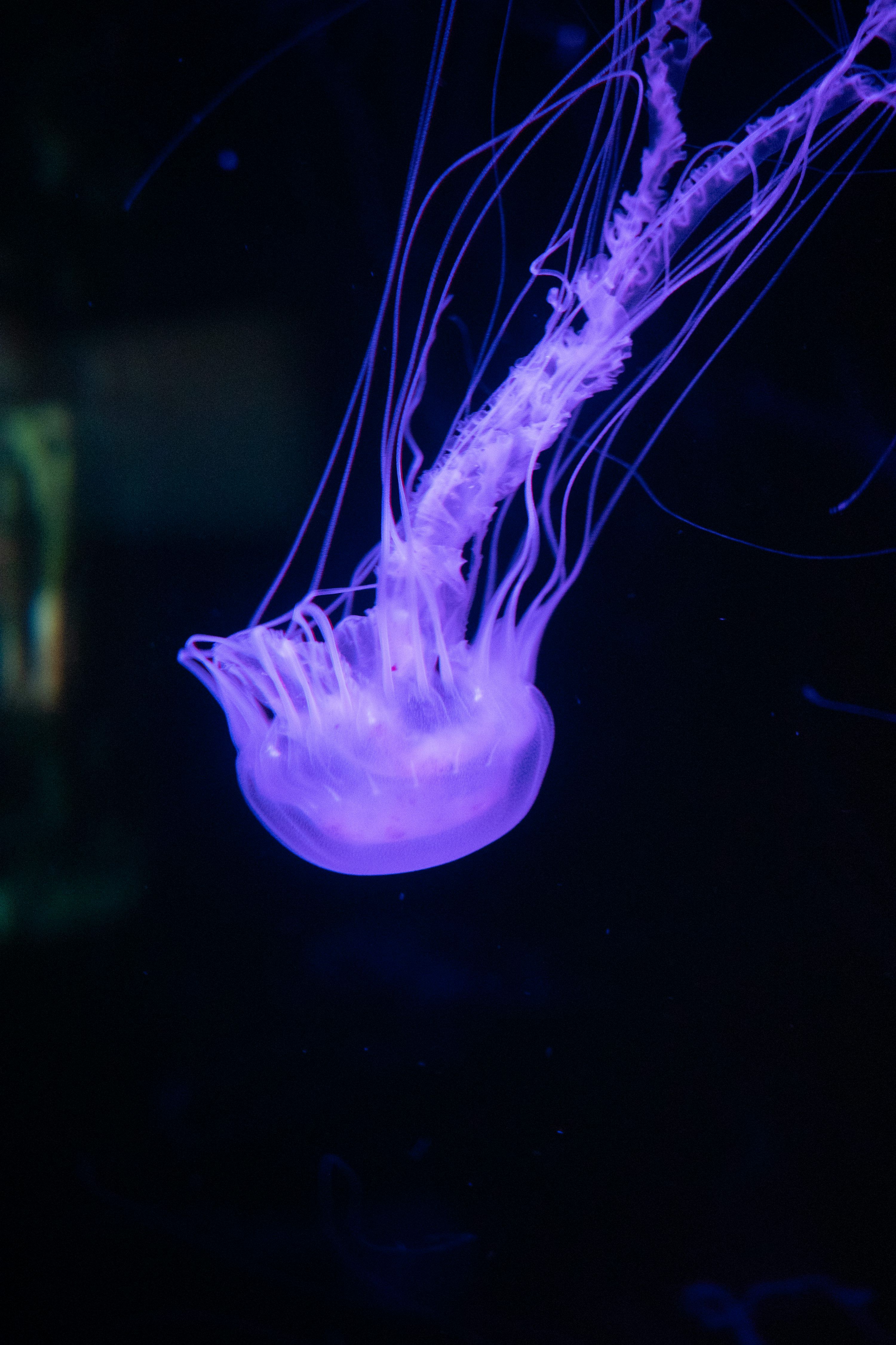 3000x4500 A purple jellyfish floating in the dark water photo