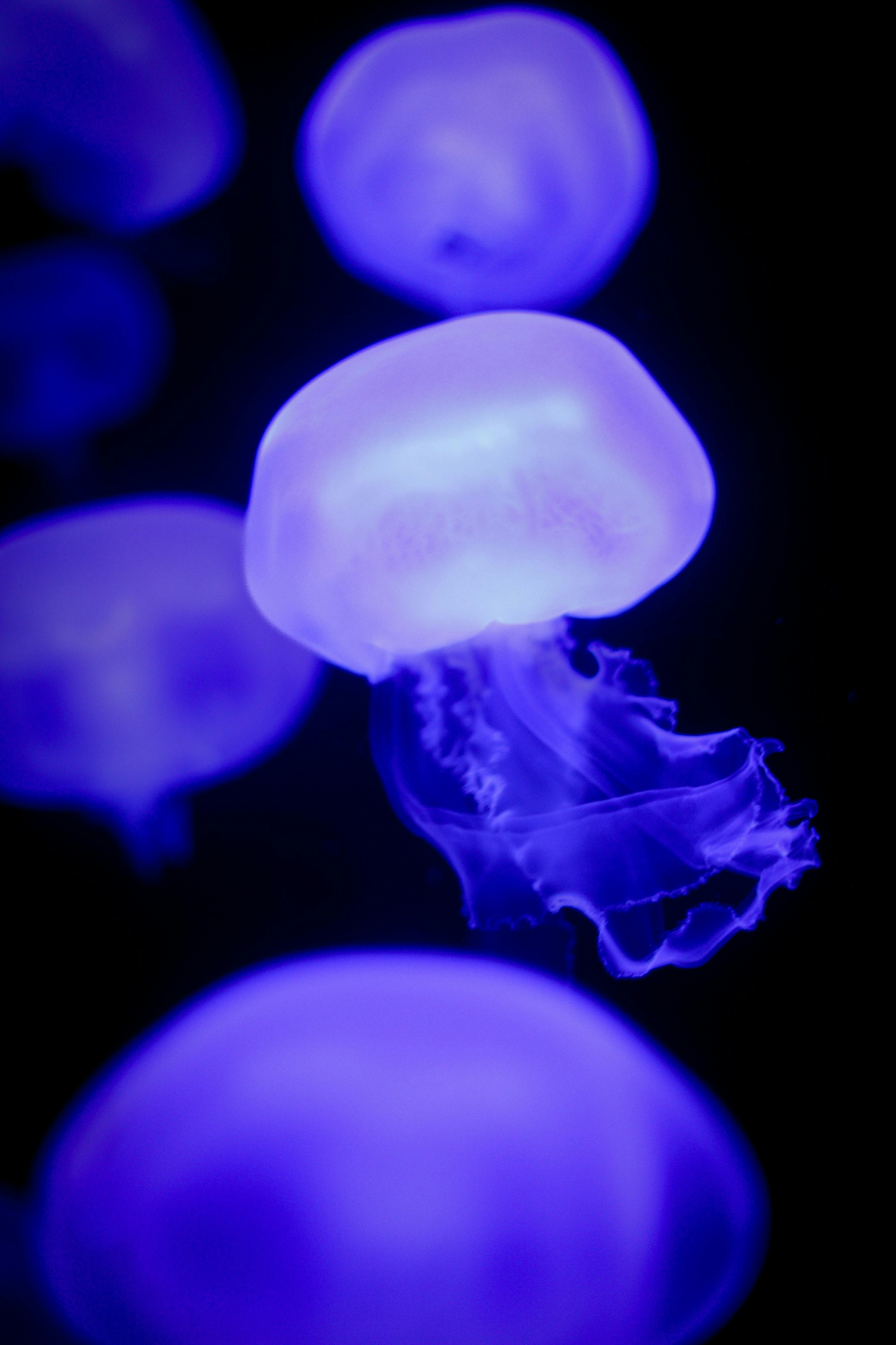4160x6240 Purple Glowing Jellyfish · Free