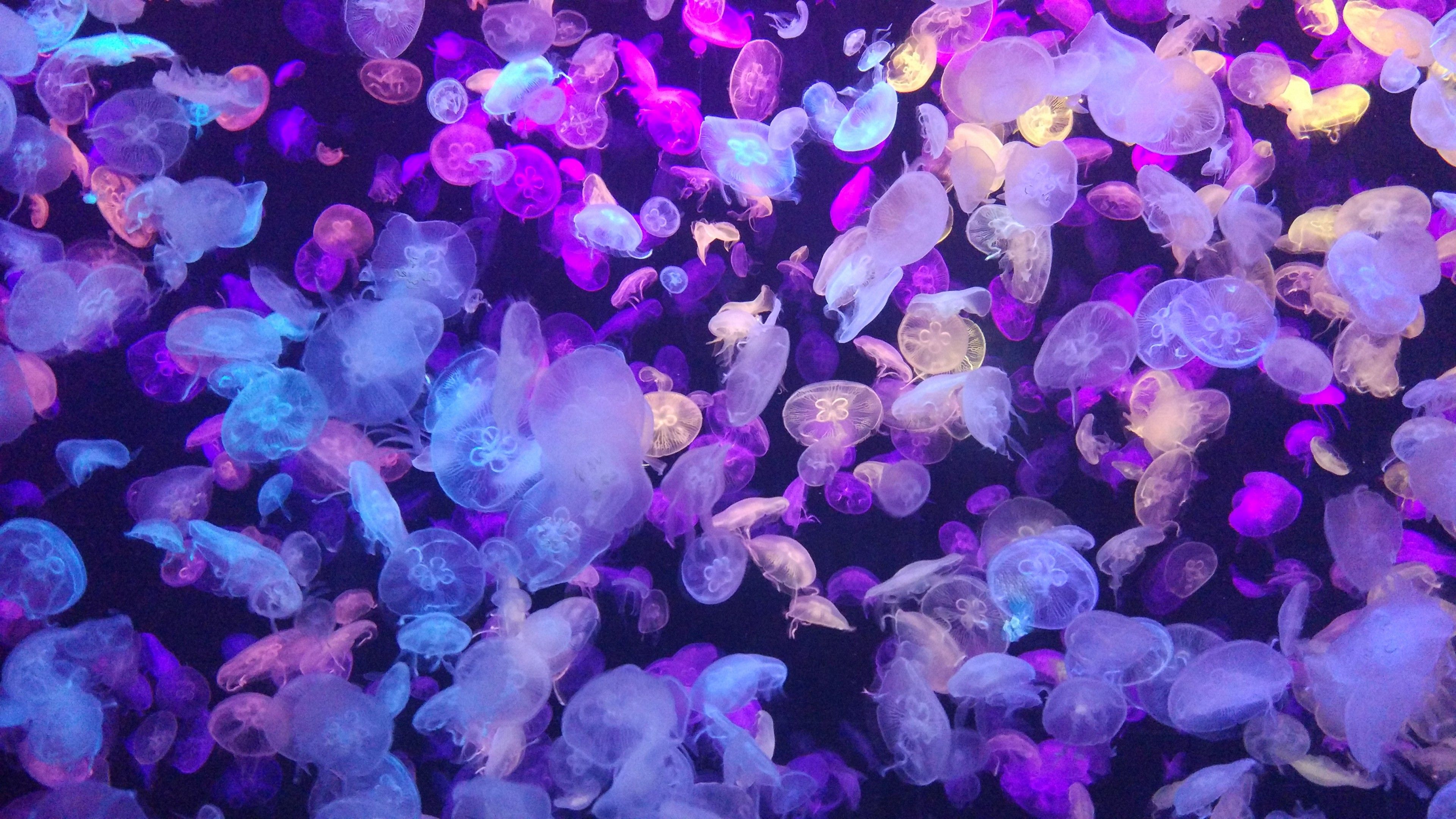 3840x2160 Wallpaper Purple Jellyfish, Jellyfish, Purple, Flower, Plant, Background Free Image