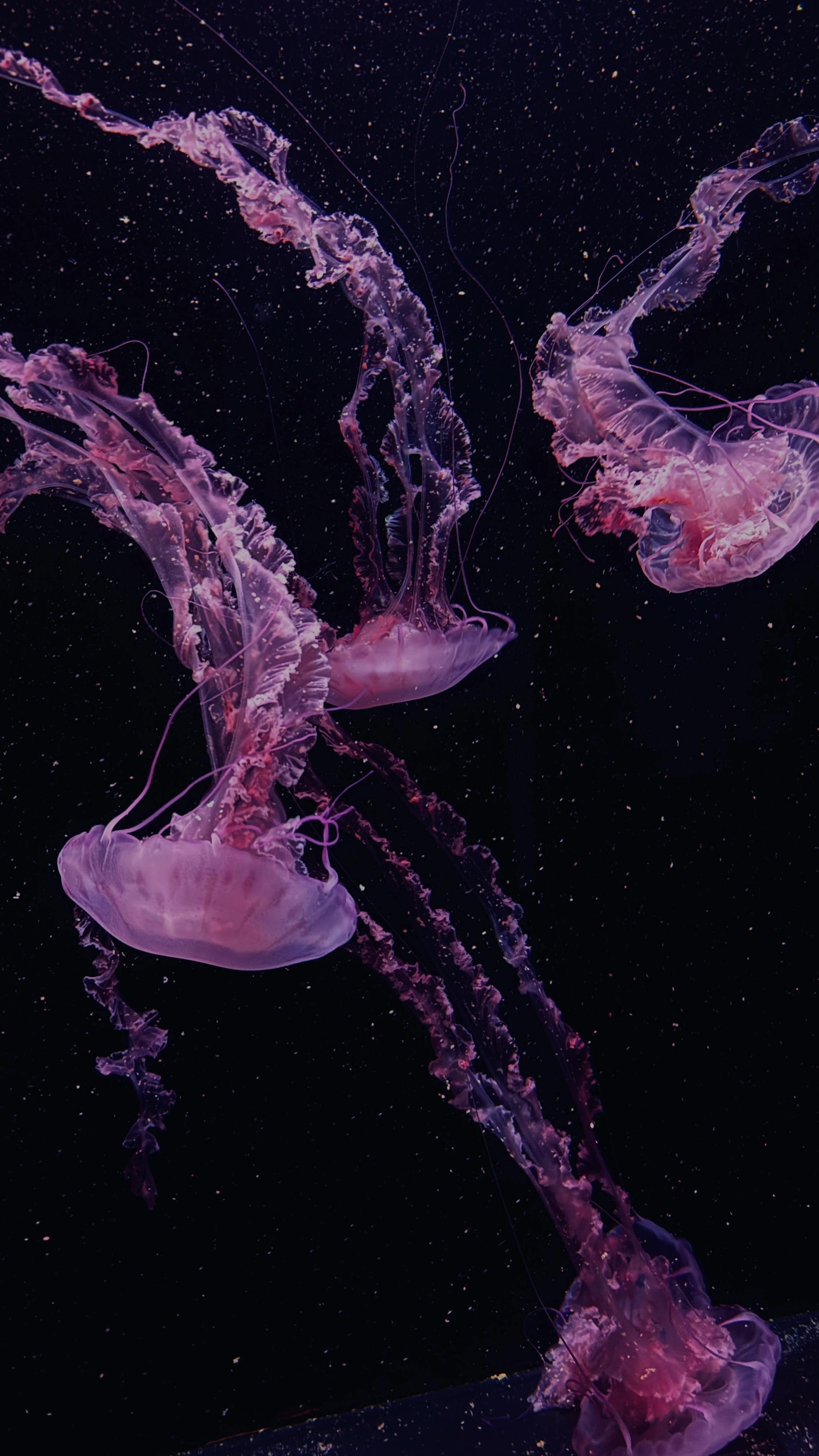 2268x4032 Mesmerizing Purple Jellyfish in Deep Water · Free