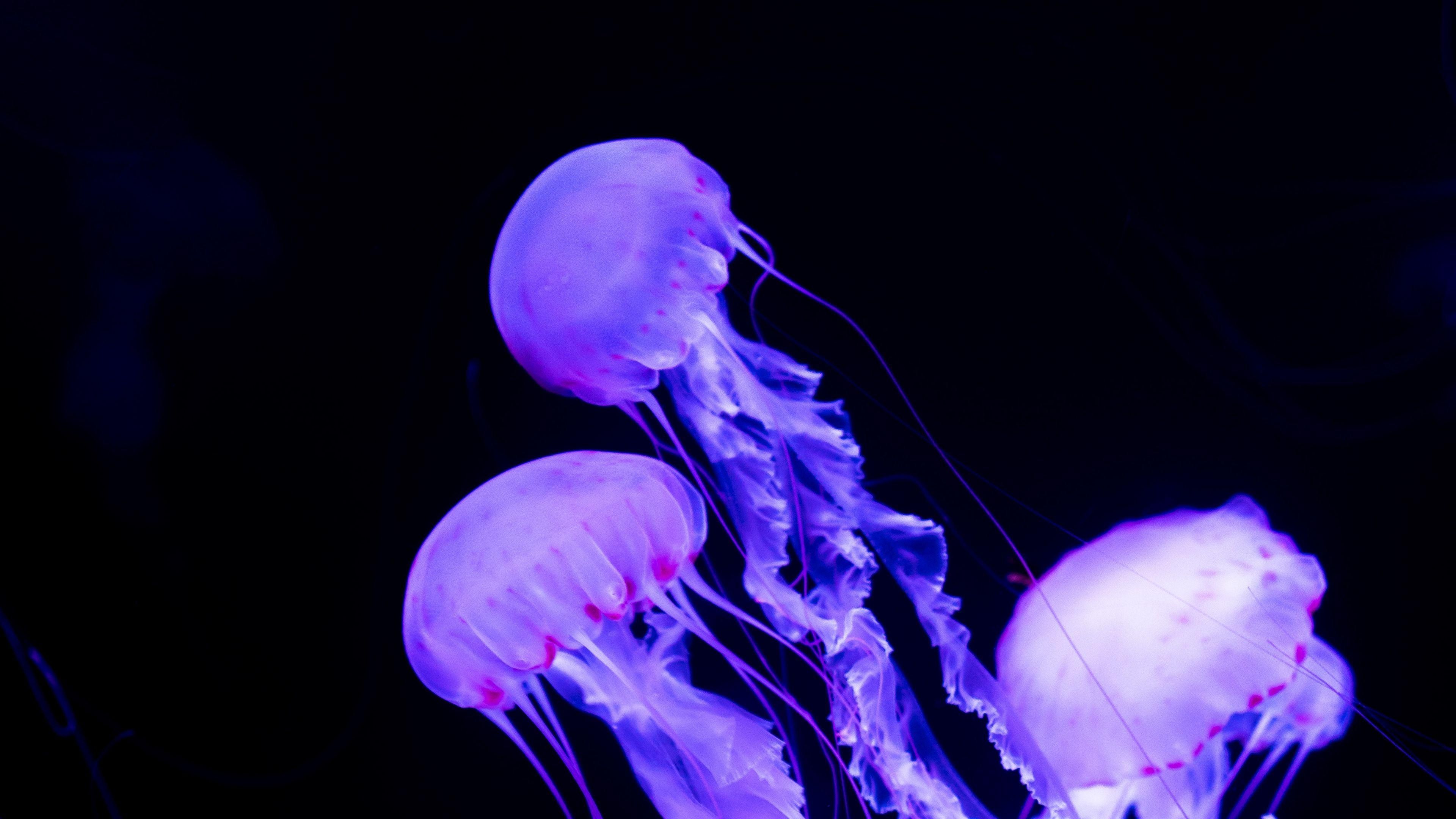 3840x2160 Purple jellyfish [3840x2160]