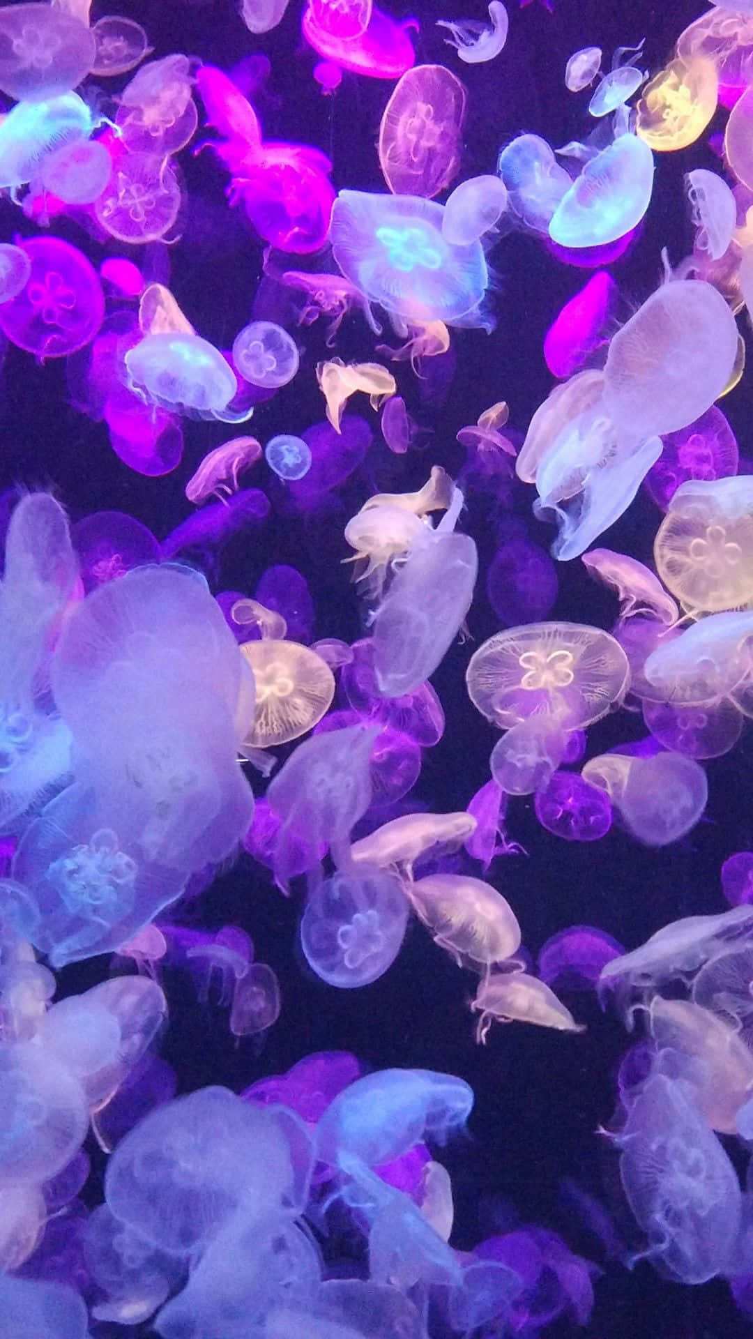 1080x1920 Download Lavender Purple Jellyfish Wallpaper