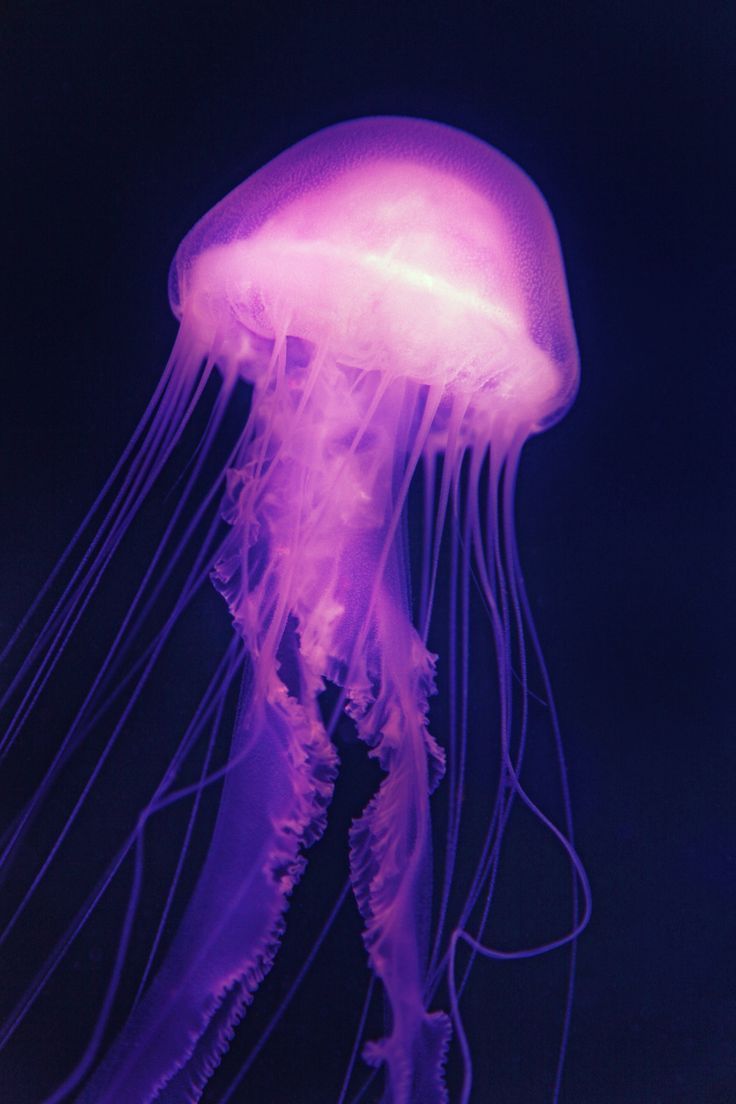 736x1104 Image by Nika Akin from Pixabay