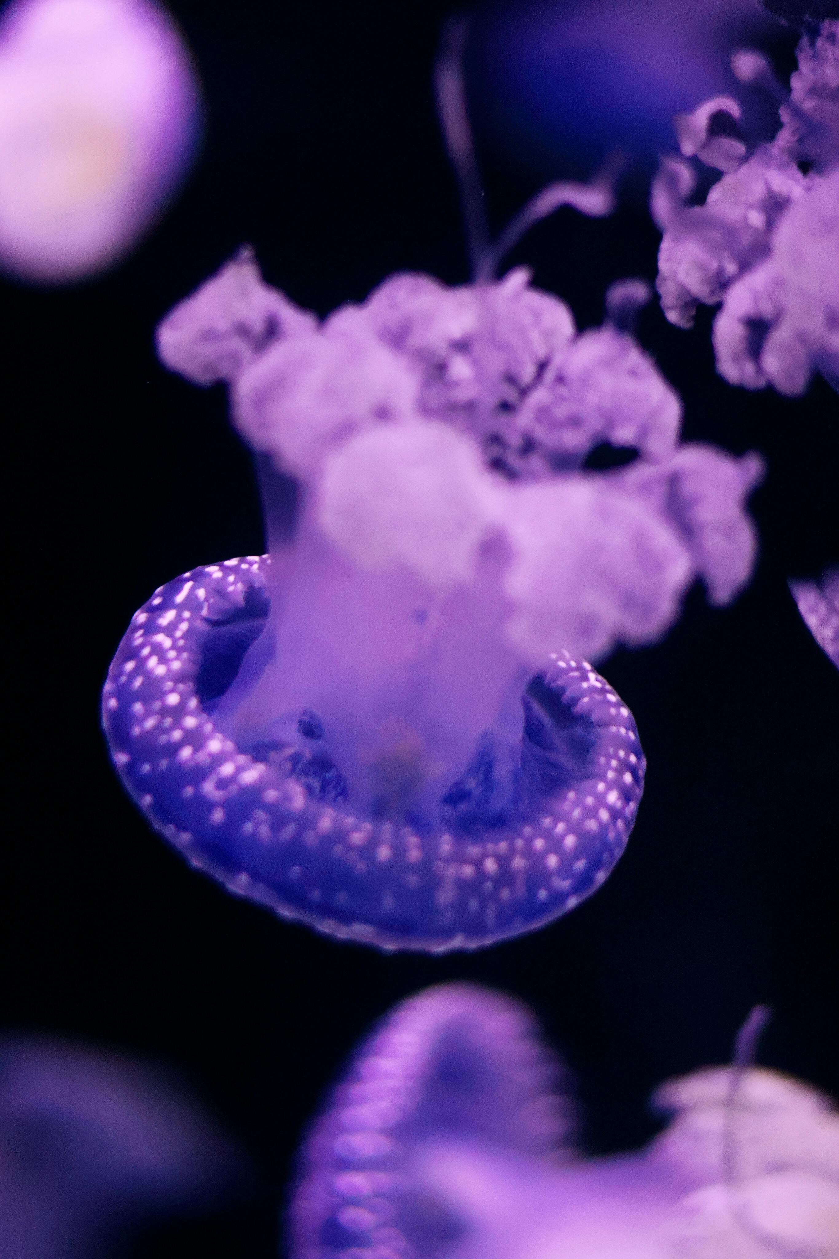 2731x4096 Vibrant Purple Jellyfish in Dark Ocean Background · Free
