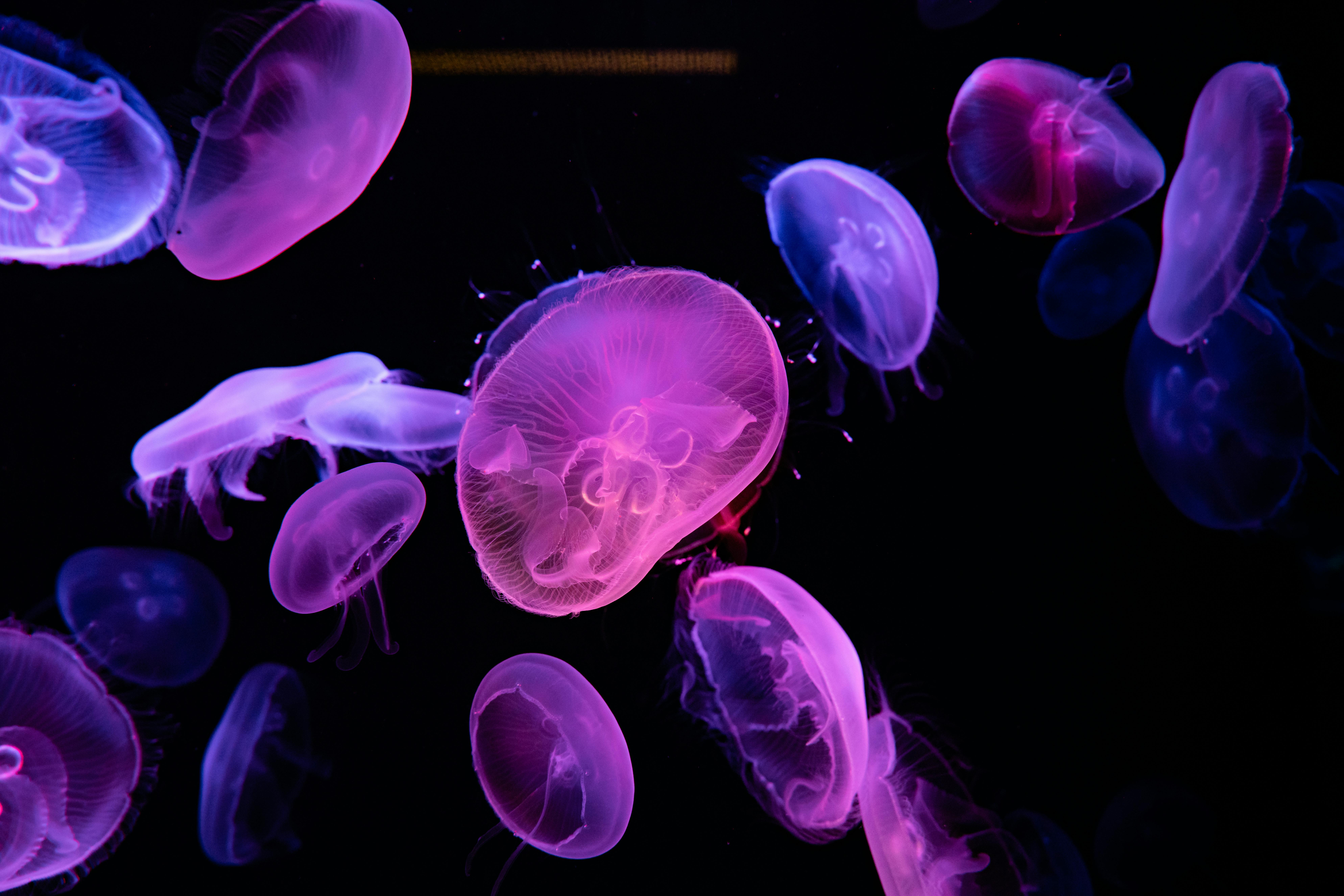 7952x5304 Purple Jellyfish in Water in Close Up Shot · Free