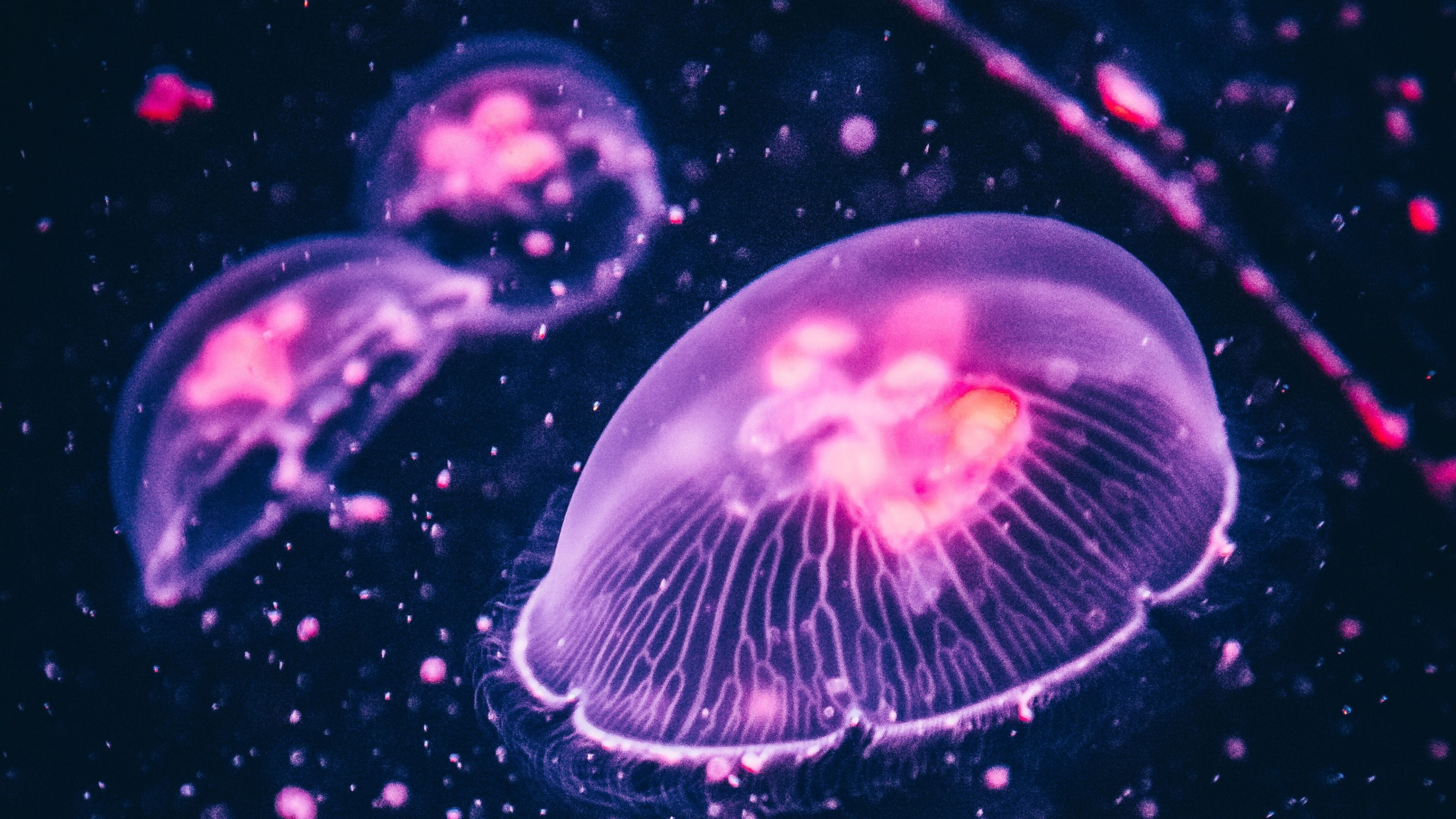 3840x2160 Glowing Jellyfish Wallpaper