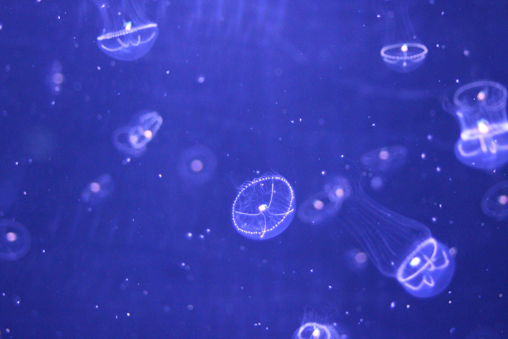 1920x1280 Download Jellyfish Wallpaper
