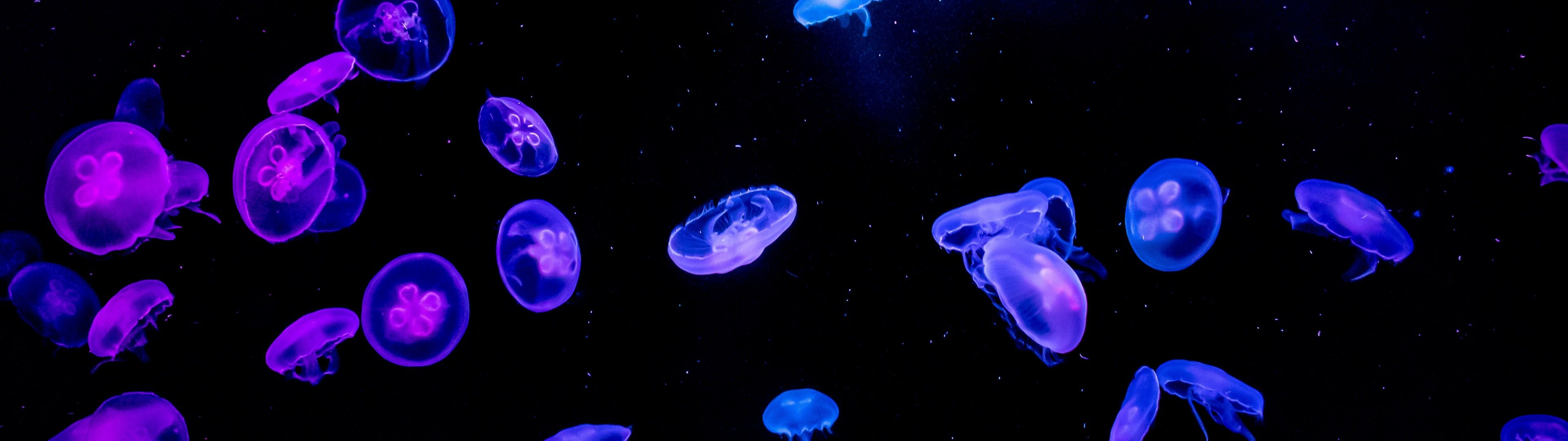 3840x1080 Jellyfishes Wallpaper 4K, Blue, Purple, Black background
