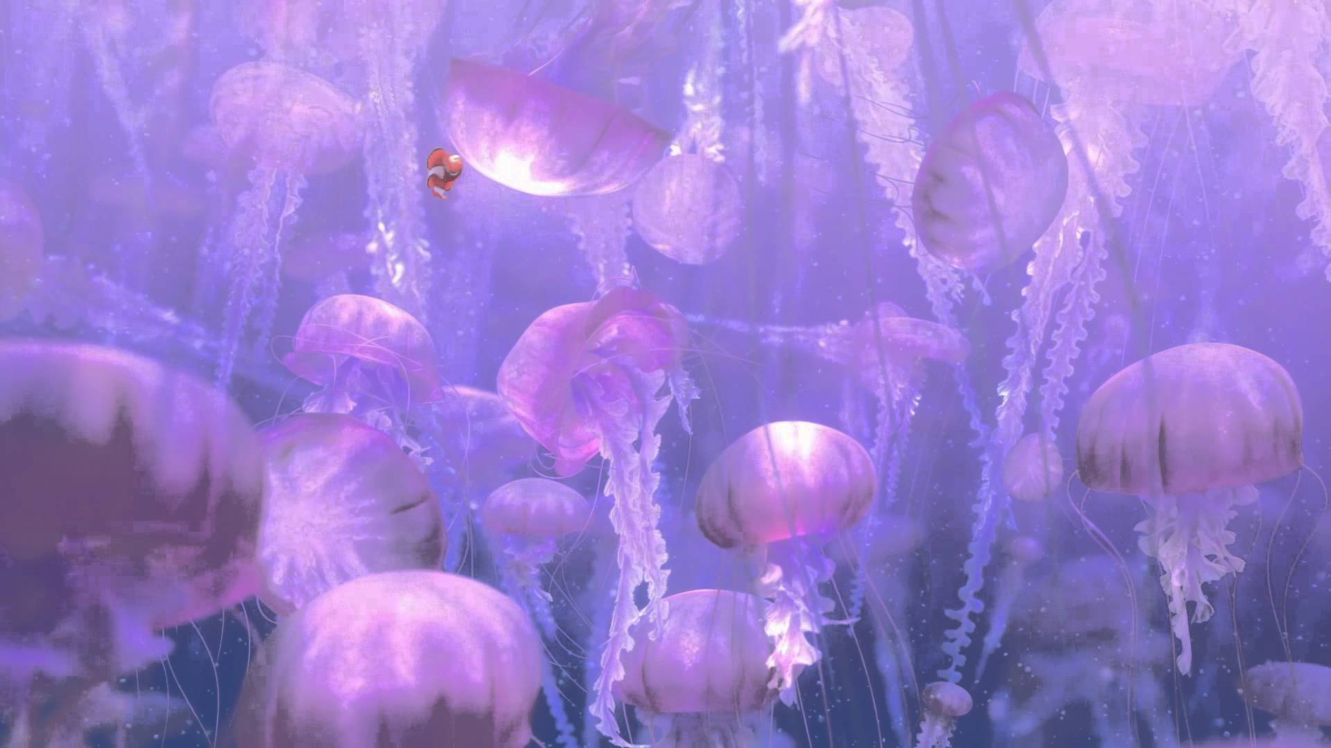 1920x1080 Download Animal Jellyfish HD Wallpaperx1080