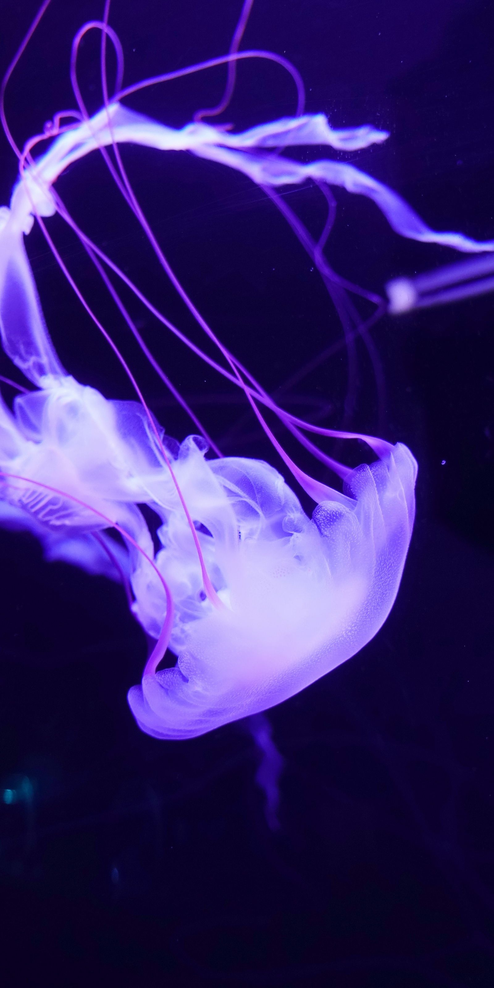 1600x3200 Wallpaper Jellyfish, Marine Biology, Violet, Light, Marine Invertebrates, Background Free Image