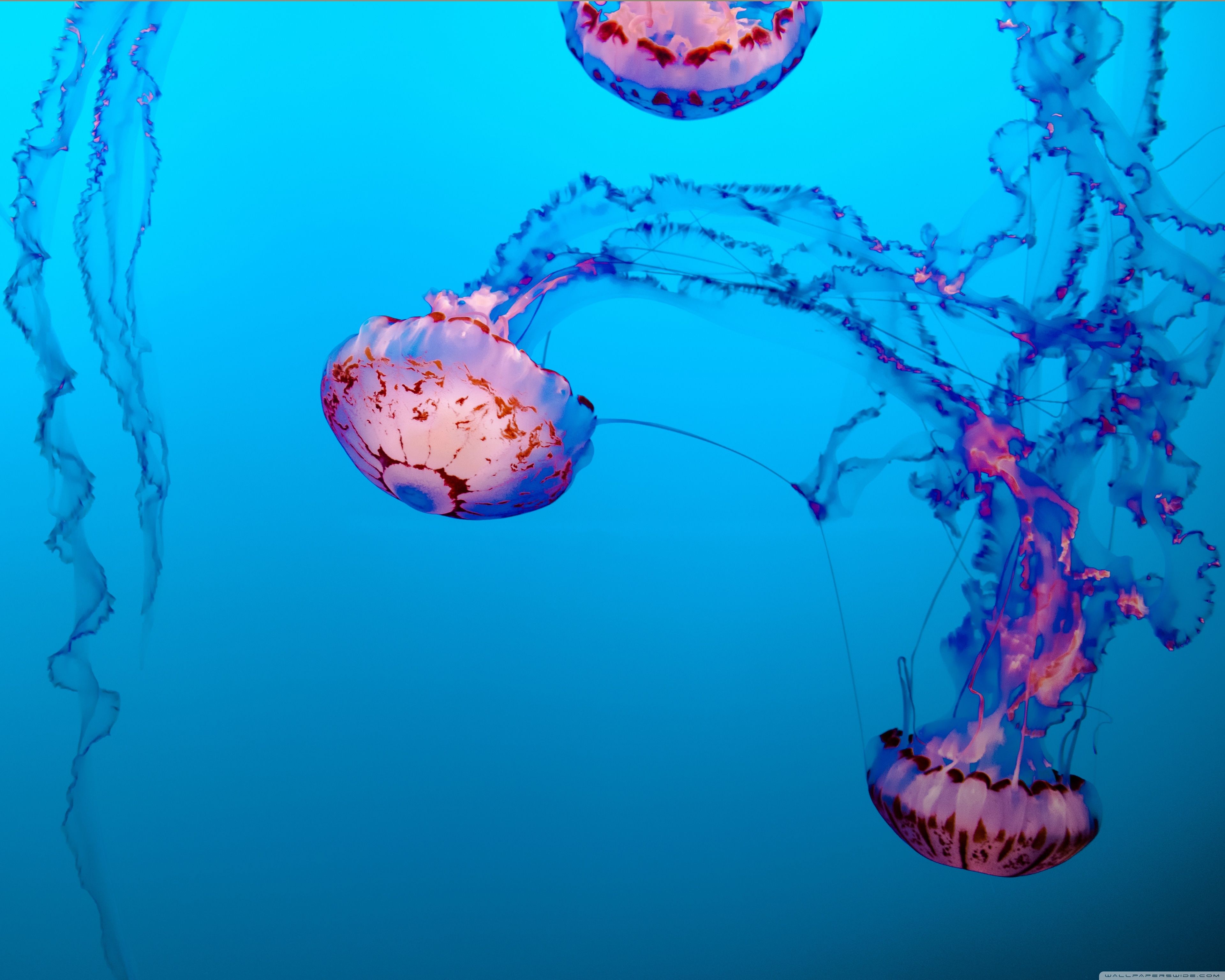 3840x3072 Jellyfish Underwater 4K UHD Wallpaper for UltraHD Desktop and TV : Dual Monitor : Smartphone and Tablet Devices