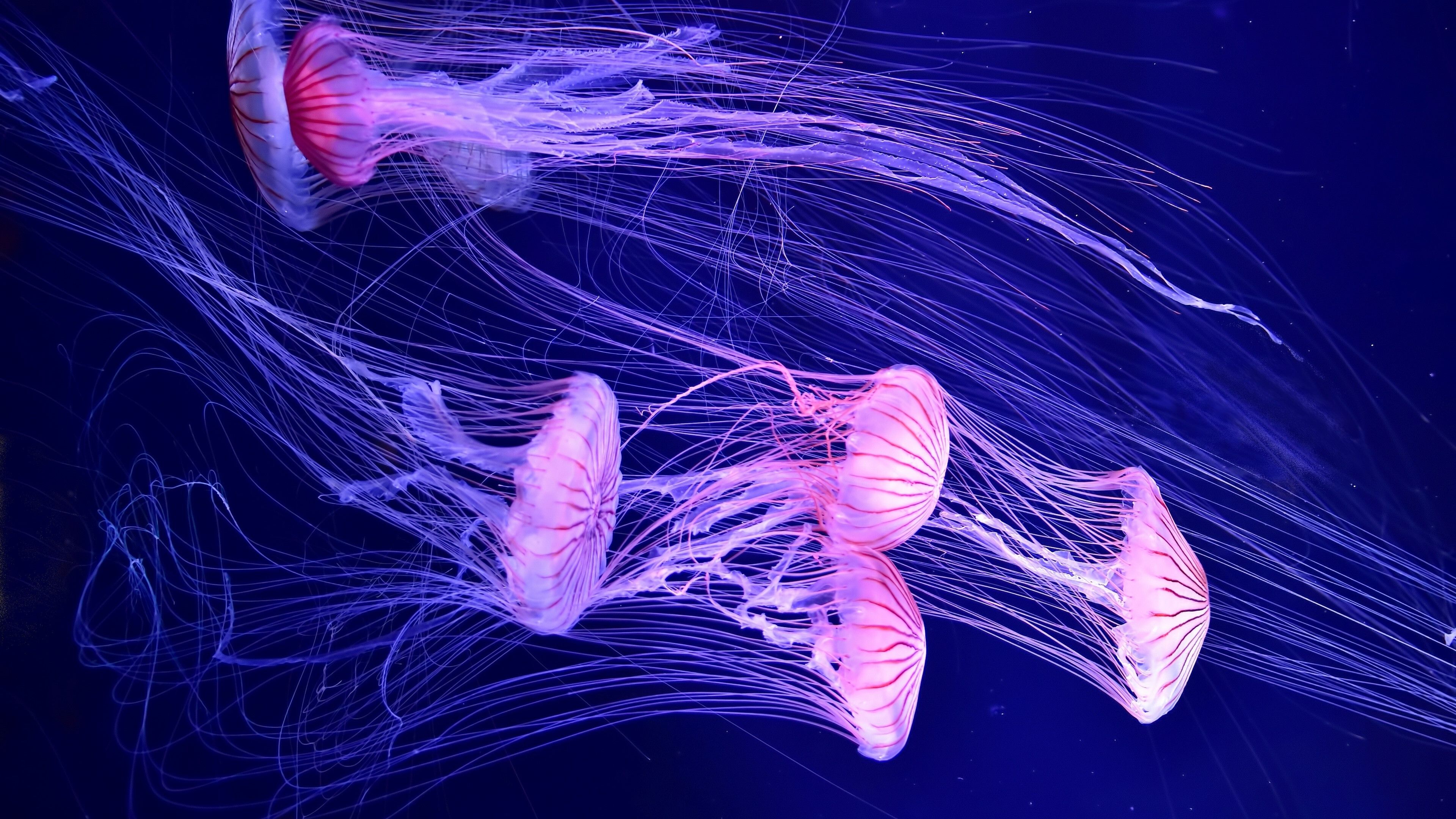 3840x2160 Glowing Jellyfish Wallpaper