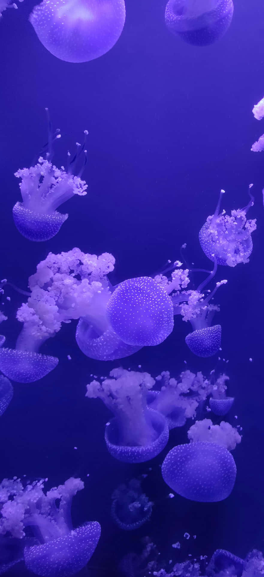 881x1920 Jellyfish Aesthetic Wallpaper
