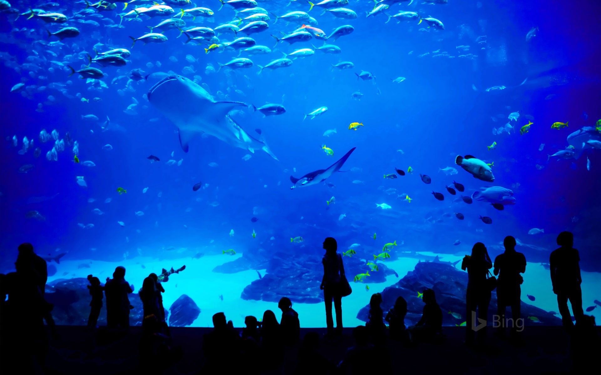 1920x1200 The Georgia Aquarium in Atlanta Wallpaper