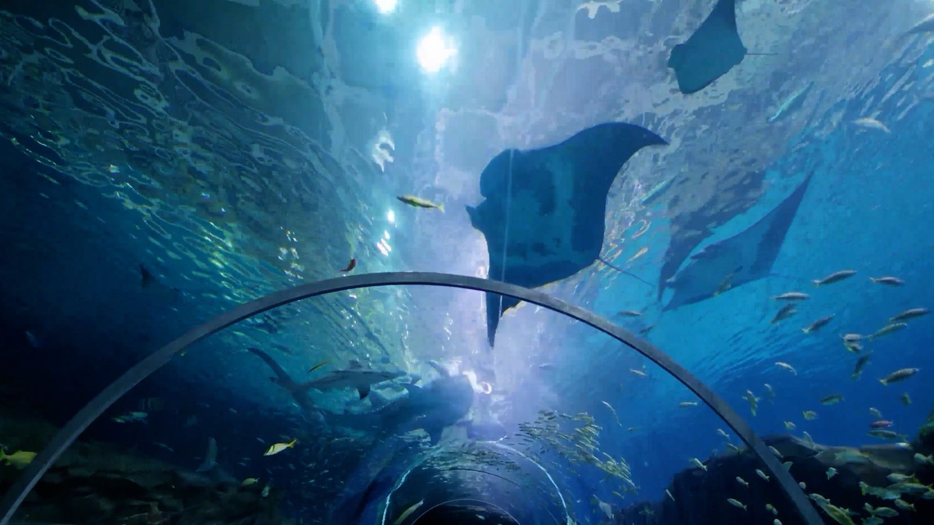 1920x1080 Georgia Aquarium Visit Today. Georgia Aquarium in Downtown Atlanta